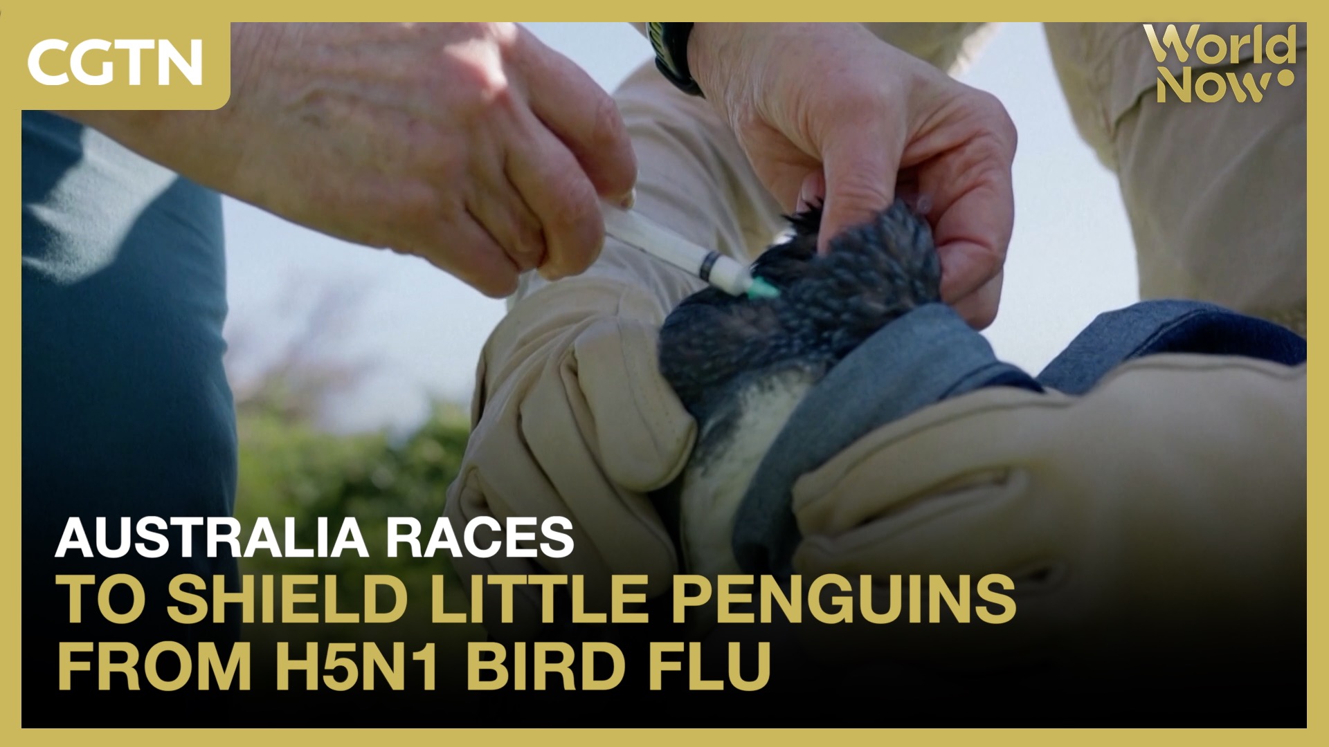 Australia races to shield little penguins from H5N1 bird flu