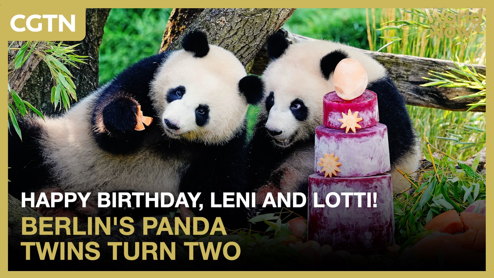 Happy birthday, Leni and Lotti! Berlin's panda twins turn two
