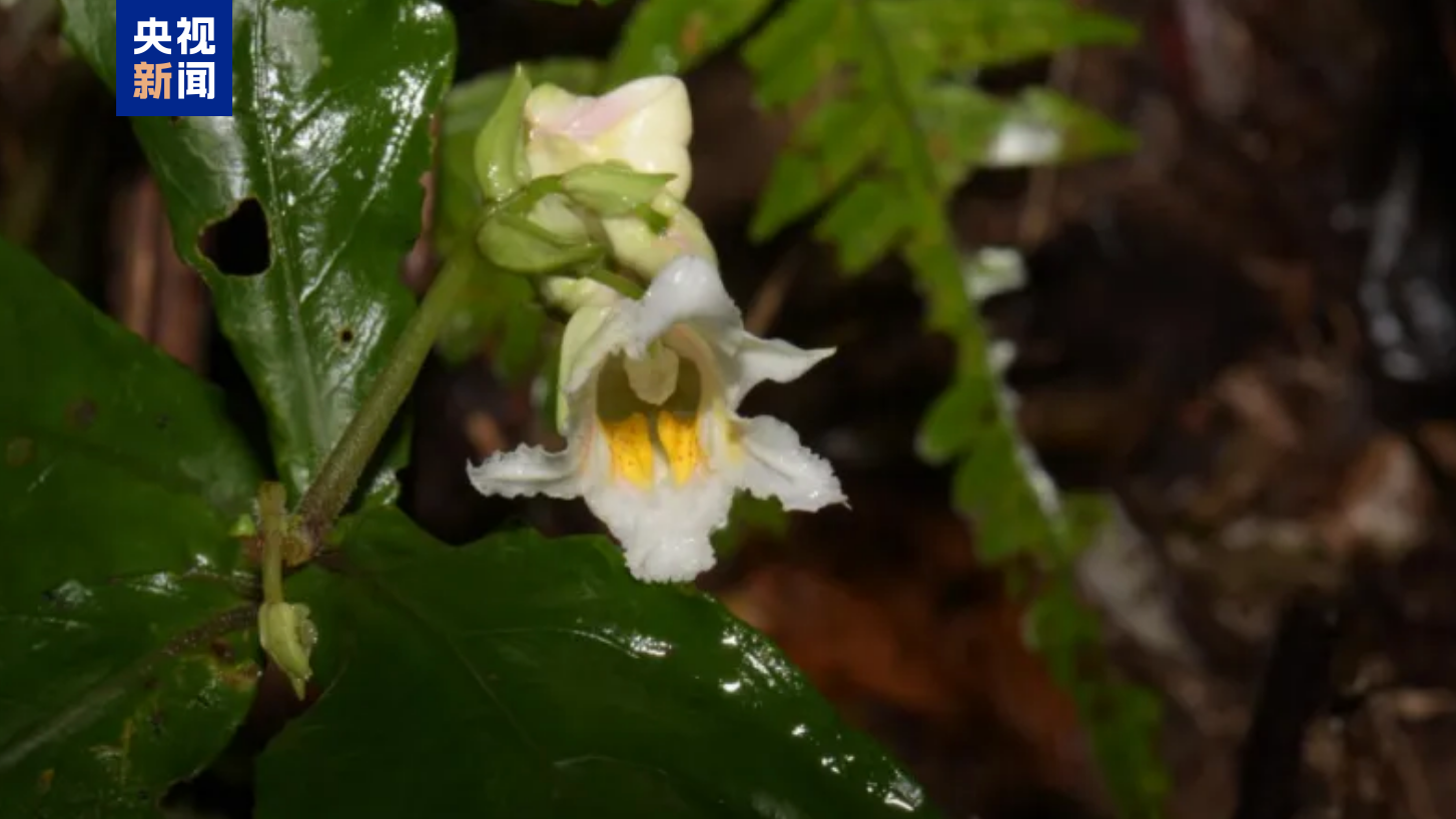 A new species of impatiens, Impatiens shanglinensis, has been discovered in the Damingshan National Nature Reserve in south China's Guangxi Zhuang Autonomous Region. /CMG