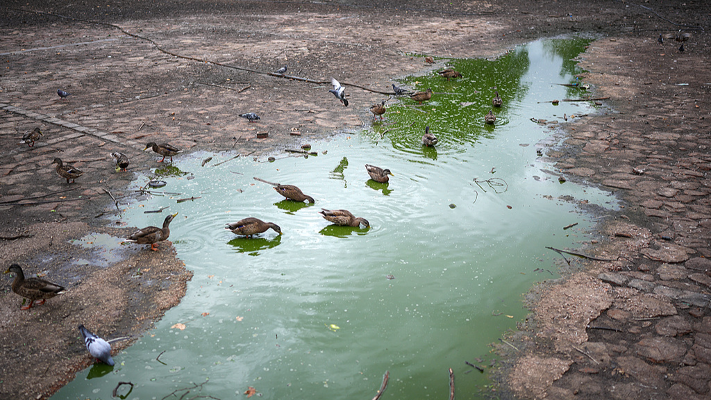 Ducks drink from what is left of Heath Park Lake which has dried up due to the current water shortage, Runcorn, UK, August 19, 2026. /VCG