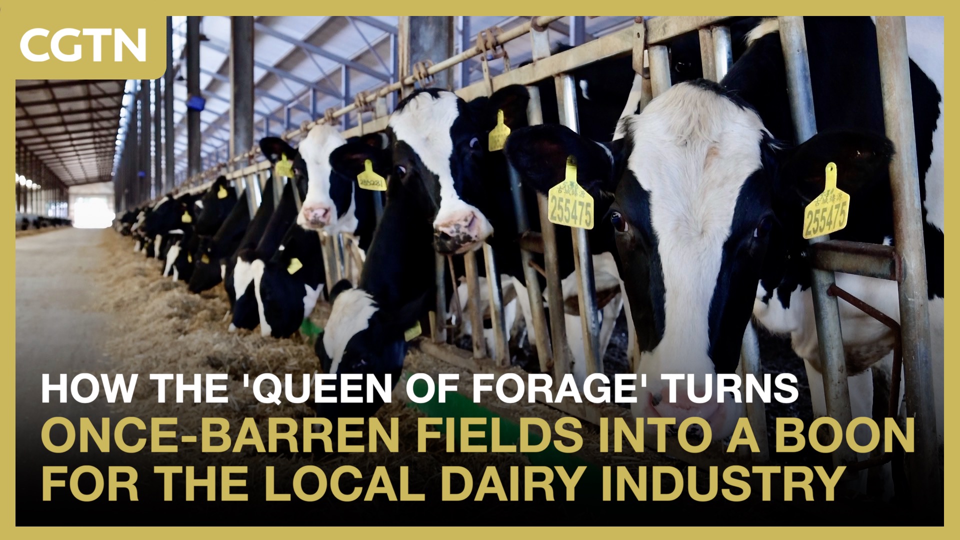 Once barren fields in China harvest profitable 'queen of forage'