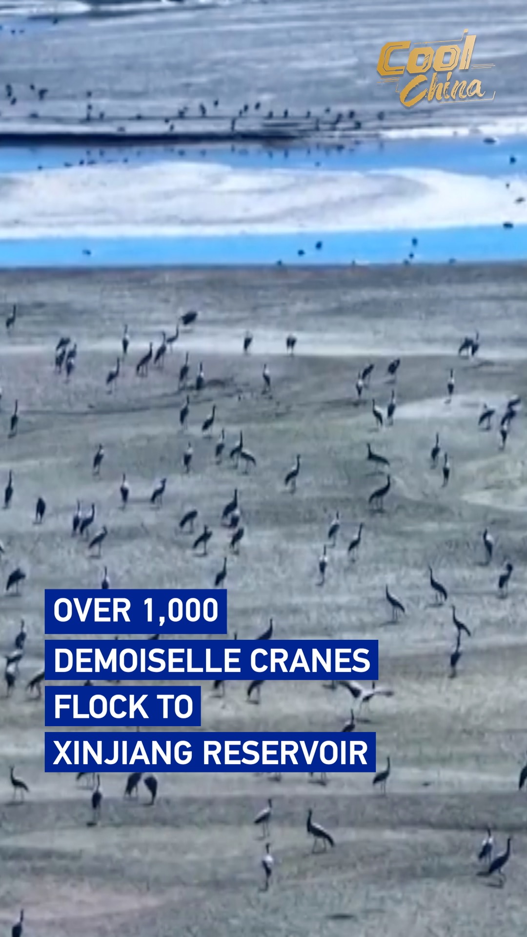 Over 1,000 demoiselle cranes flock to Xinjiang reservoir