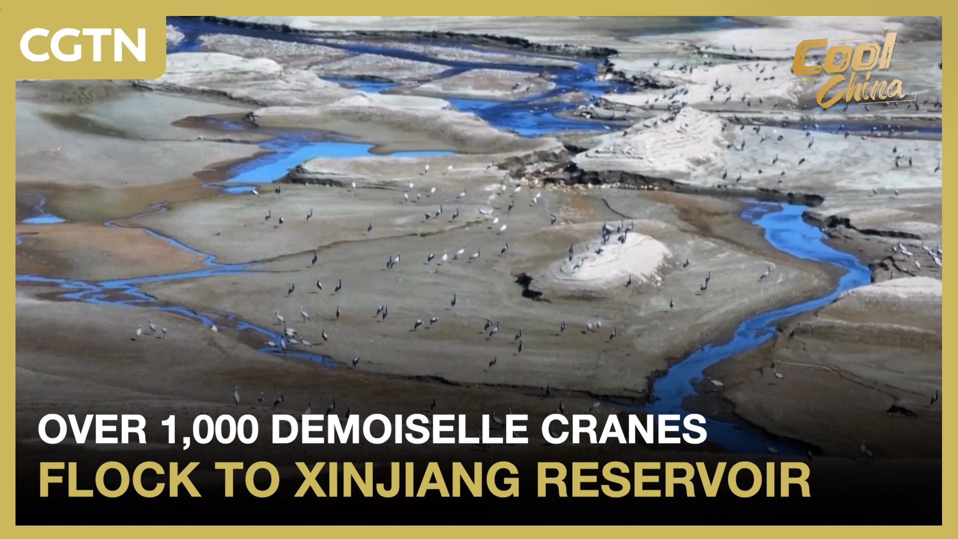 Over 1,000 demoiselle cranes flock to Xinjiang reservoir