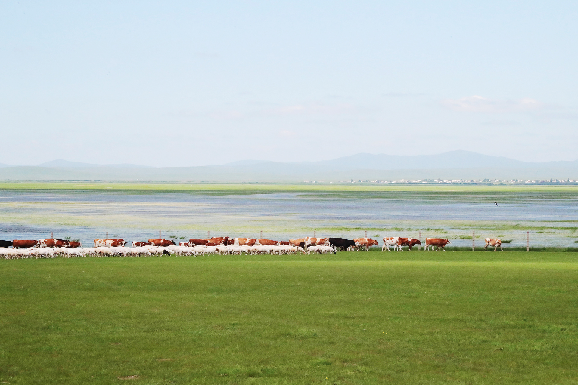 Animals move on the Chinese side of the Ergun River in Hulunbuir, Inner Mongolia. /CGTN