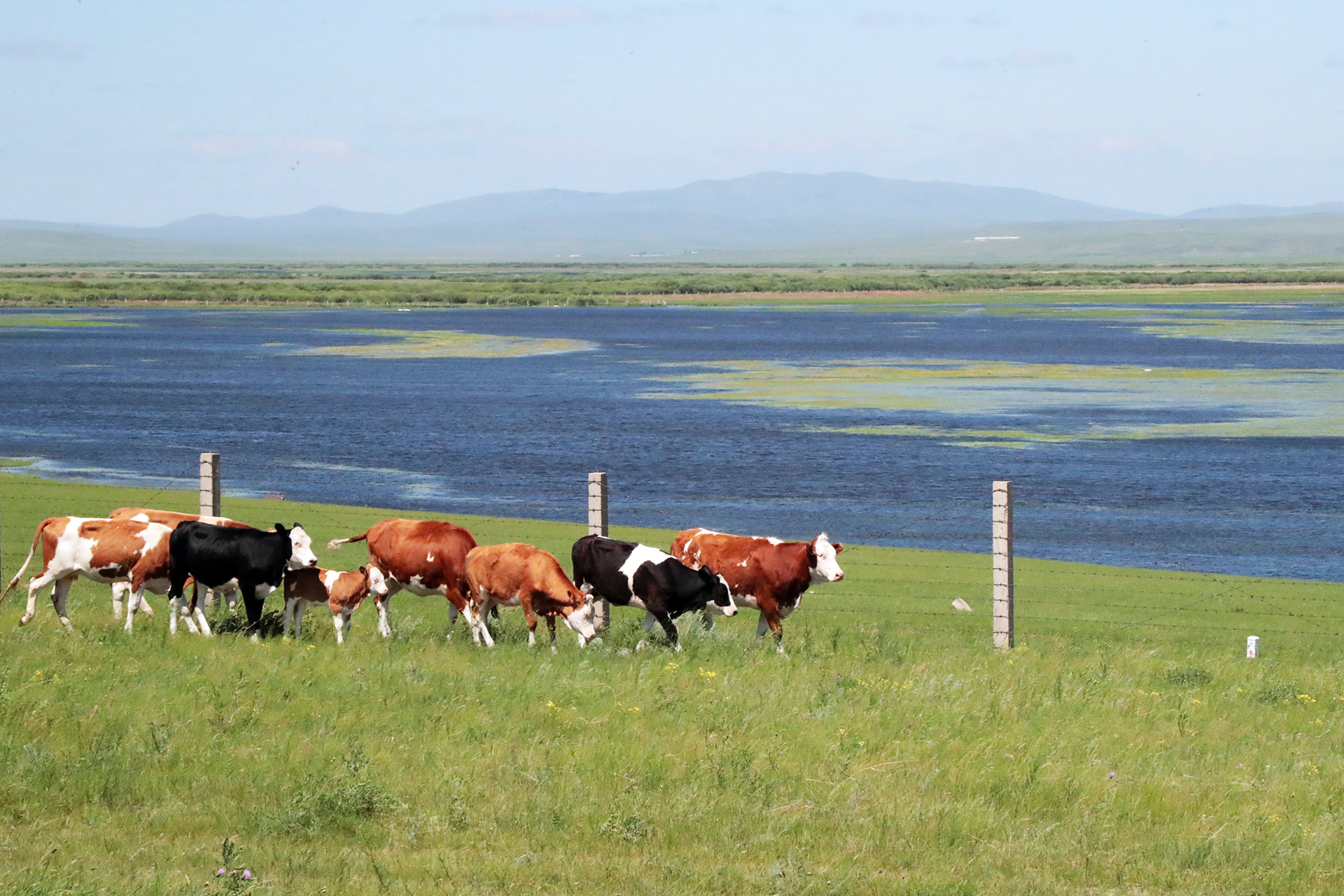 A herd of cows roams on the Chinese side of the Ergun River in Hulunbuir, Inner Mongolia. /CGTN