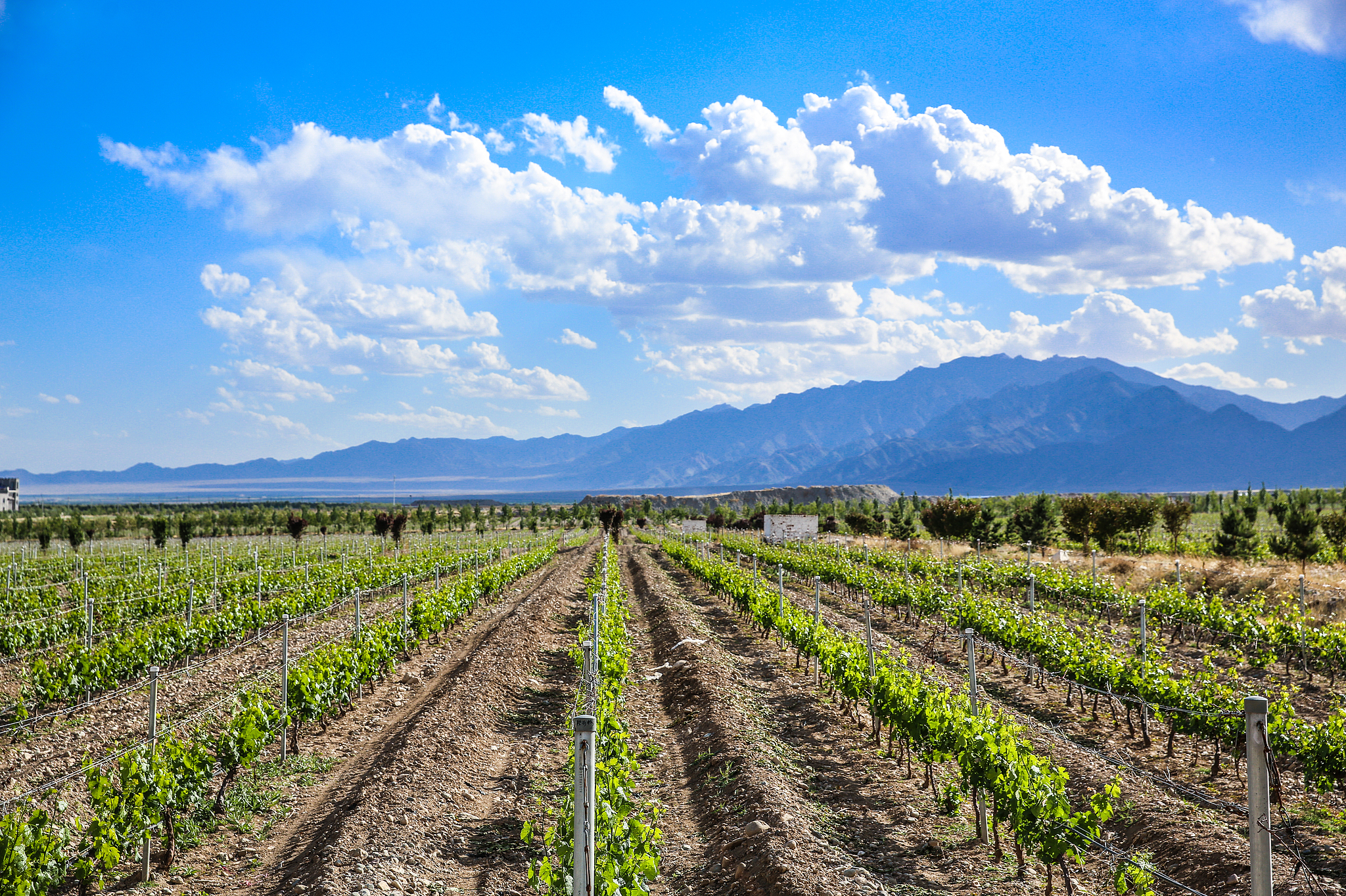 A file photo shows the vineyards at eastern foothills of the Helan Mountains in northwest China's Ningxia Hui Autonomous Region. /VCG