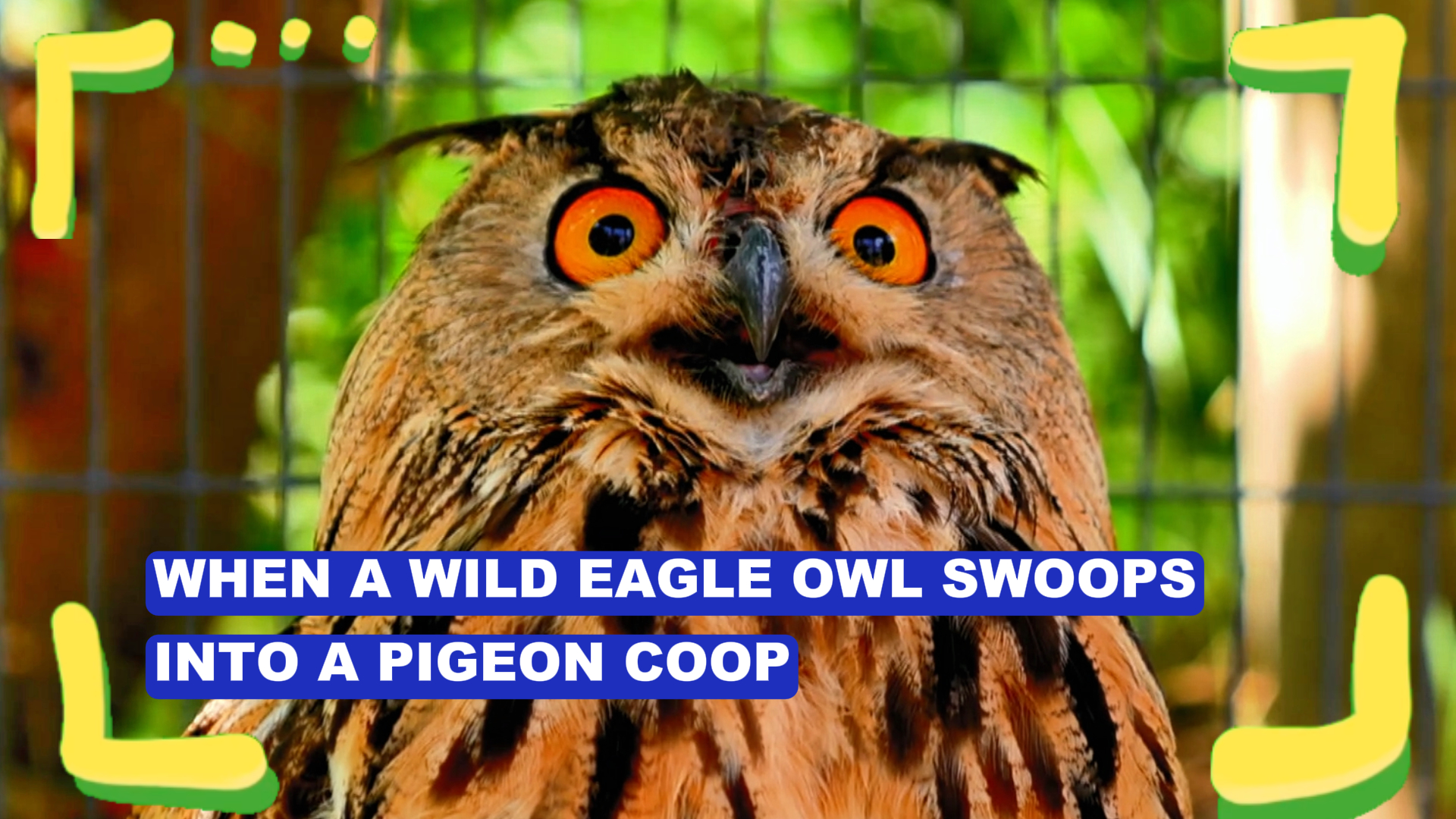 When a wild eagle owl swoops into a pigeon coop