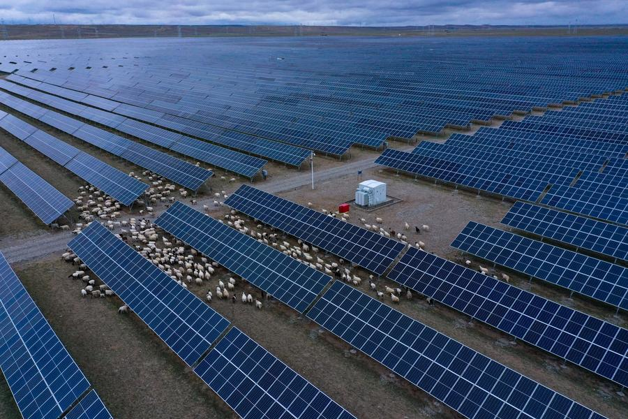 A flock of sheep roaming between solar panels at a solar photovoltaic power plant in Gonghe County, Hainan Tibetan Autonomous Prefecture in northwest China's Qinghai Province, June 9, 2022. /Xinhua