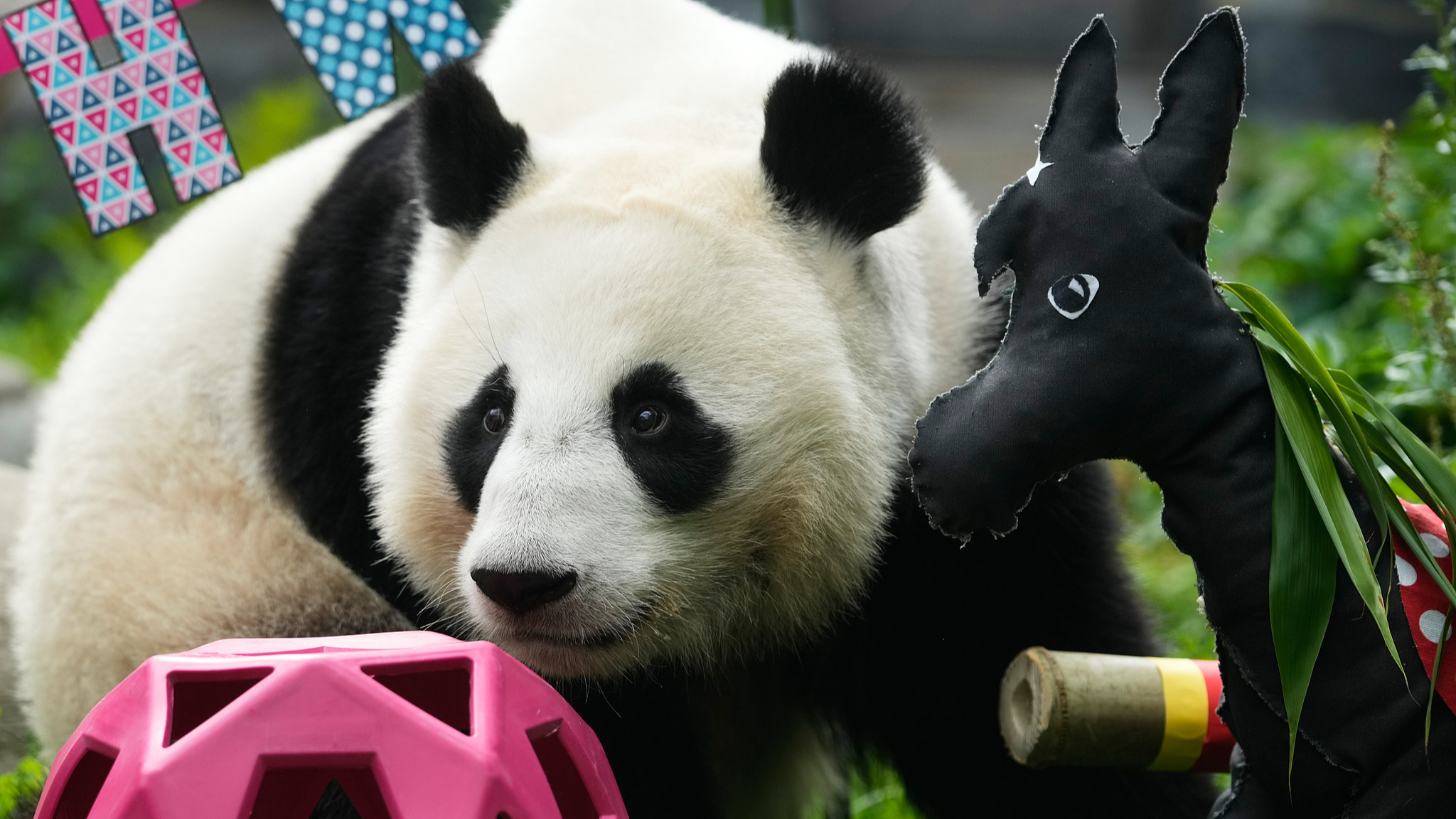 First Russian-born panda 'Katyusha' celebrates 3rd birthday in Moscow
