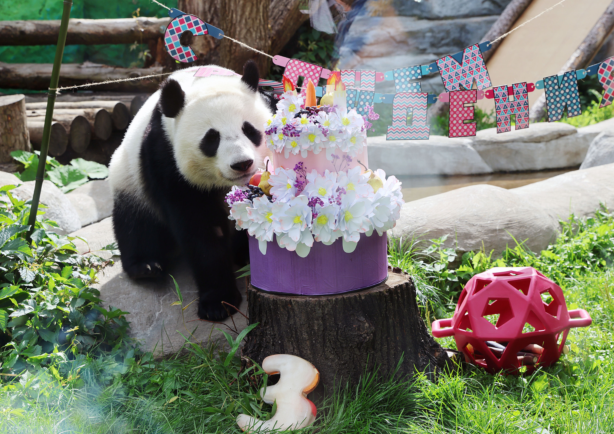 Giant panda Katyusha during her third birthday celebration at the Moscow Zoo in Russia, August 24, 2026. /VCG