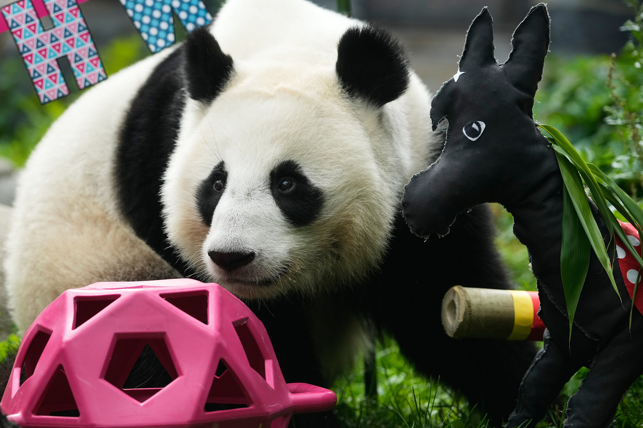 Giant panda Katyusha during her third birthday celebration at the Moscow Zoo in Russia, August 24, 2026. /VCG