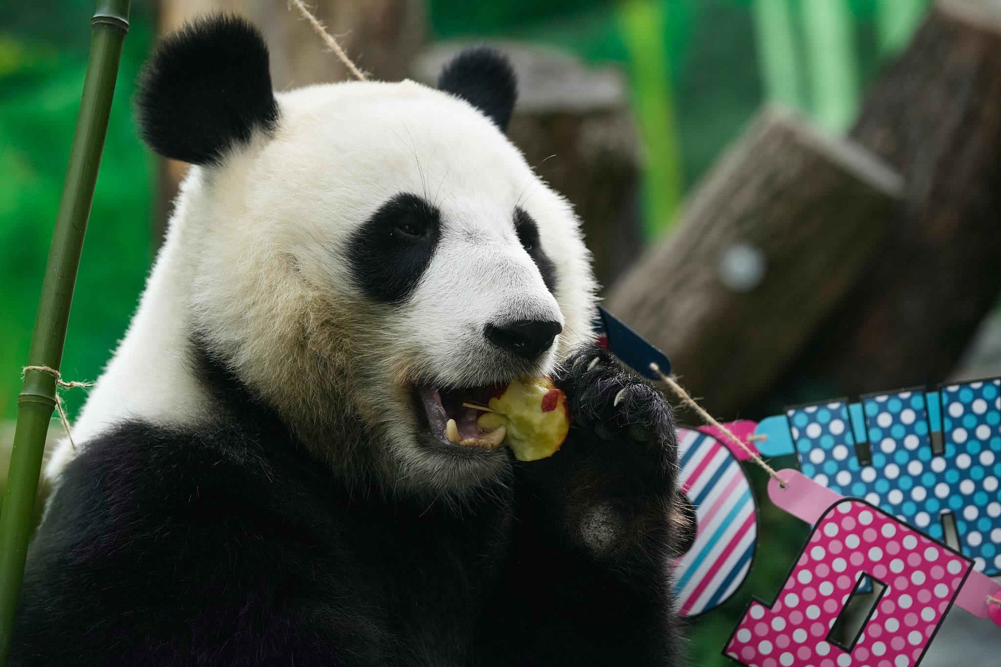 Giant panda Katyusha enjoys a birthday meal during her third birthday celebration at the Moscow Zoo in Russia, August 24, 2026. /VCG