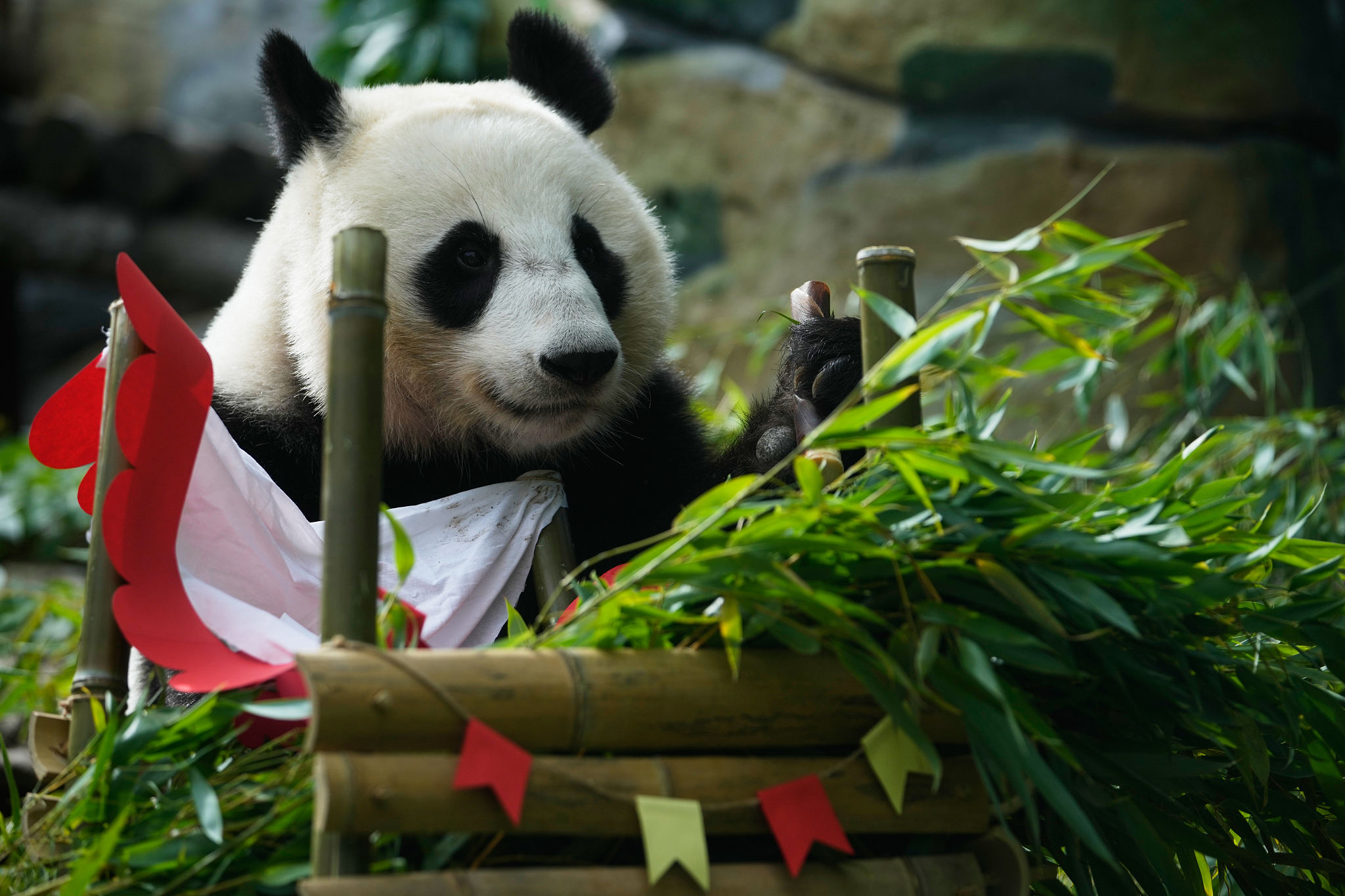 Giant panda Katyusha during her third birthday celebration at the Moscow Zoo in Russia, August 24, 2026. /VCG