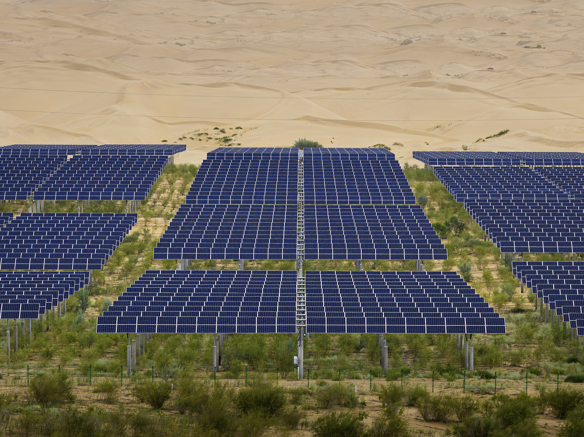 Solar panels and plants in the Kubuqi Desert, Ordos, Inner Mongolia Autonomous Region, north China, August 7, 2025. /VCG