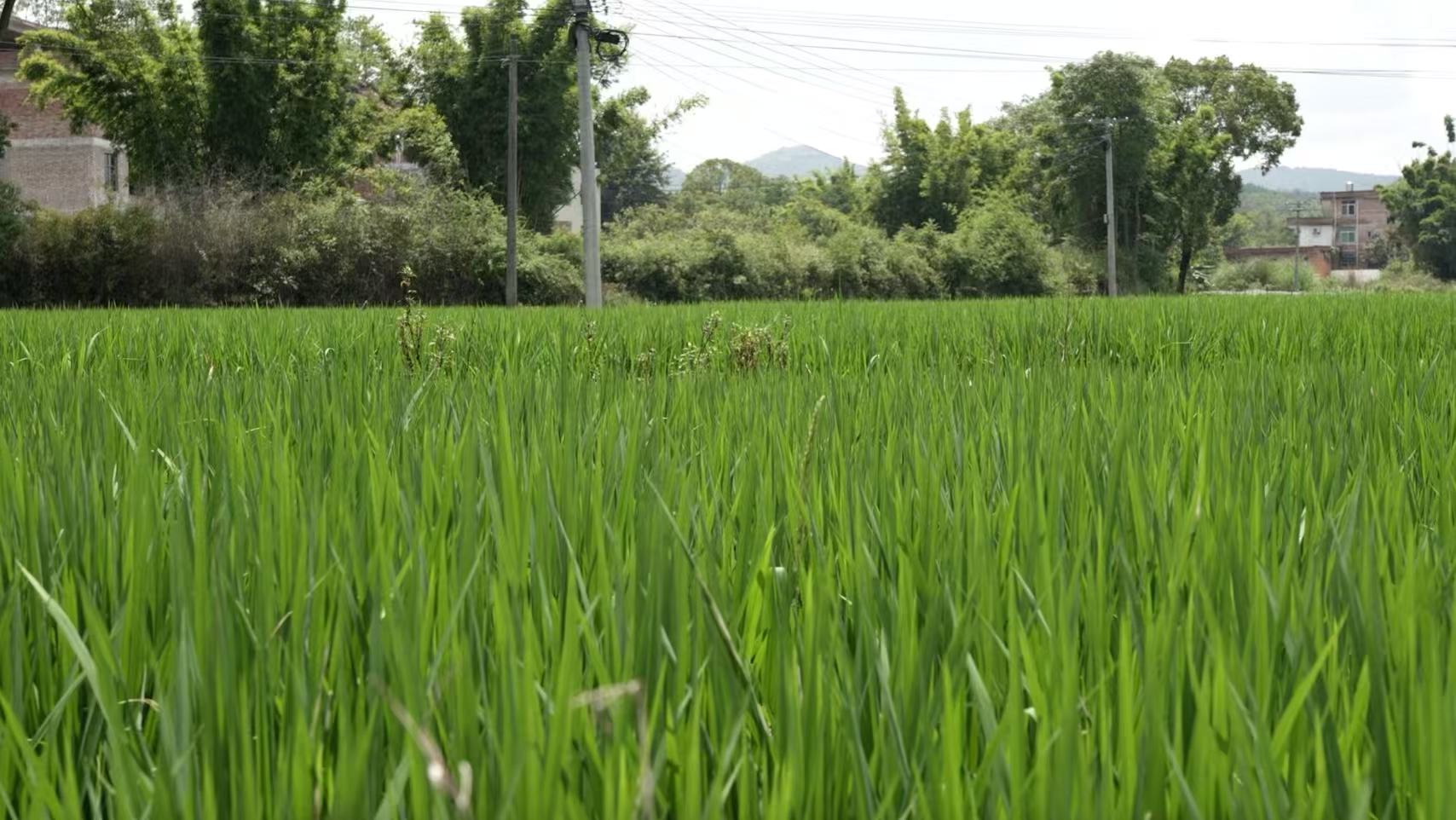 Rice fields still farmed by 70-year-old Li Jiyuan are seen in Yongfeng Township, Xingguo County, Jiangxi Province, China, August 27, 2026. /CGTN