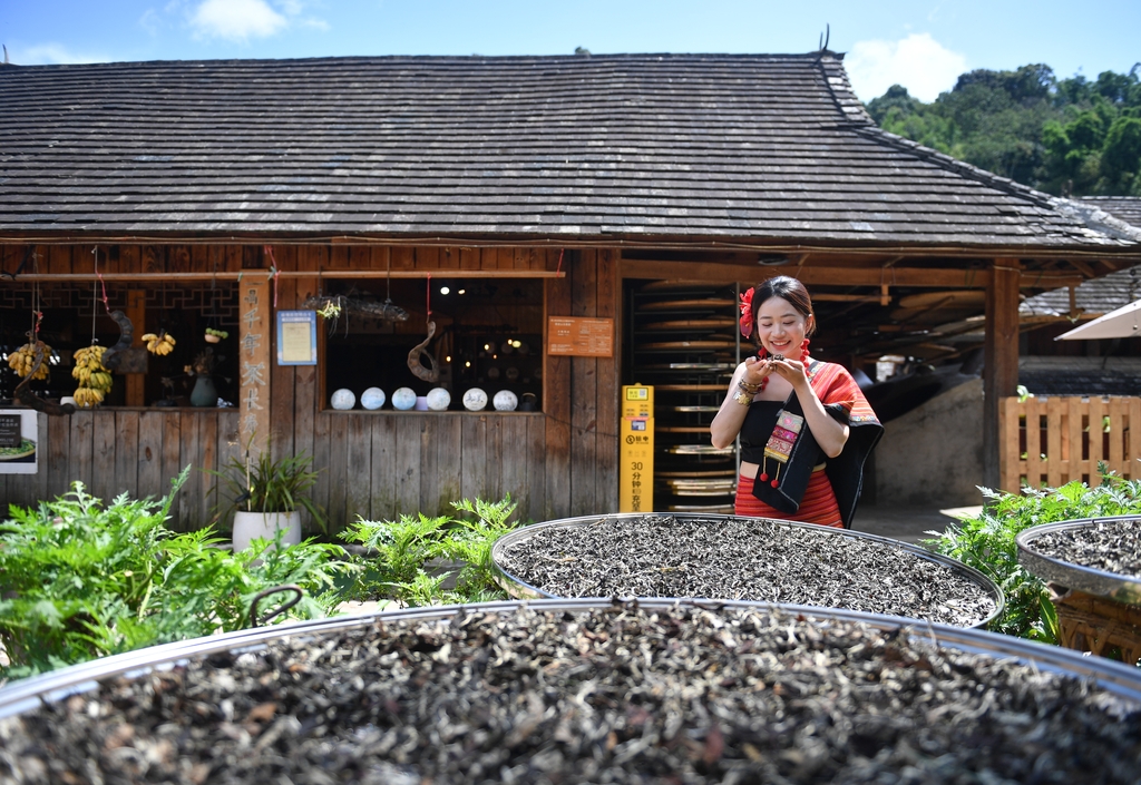 A local woman inspects drying tea leaves on Jingmai Mountain in Pu'er, southwest China's Yunnan Province, on August 29, 2026. /IC