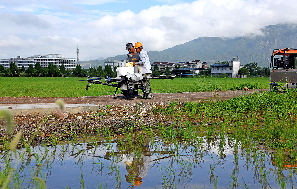 An agricultural drone applies fertilizer to a late-season rice field in Xianju County, Taizhou, Zhejiang Province, east China, August 29, 2026. /VCG