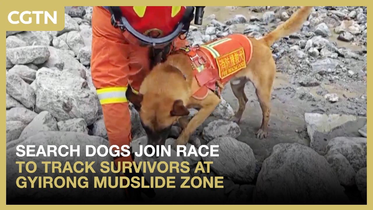 Search dogs join race to track survivors at Gyirong mudslide zone