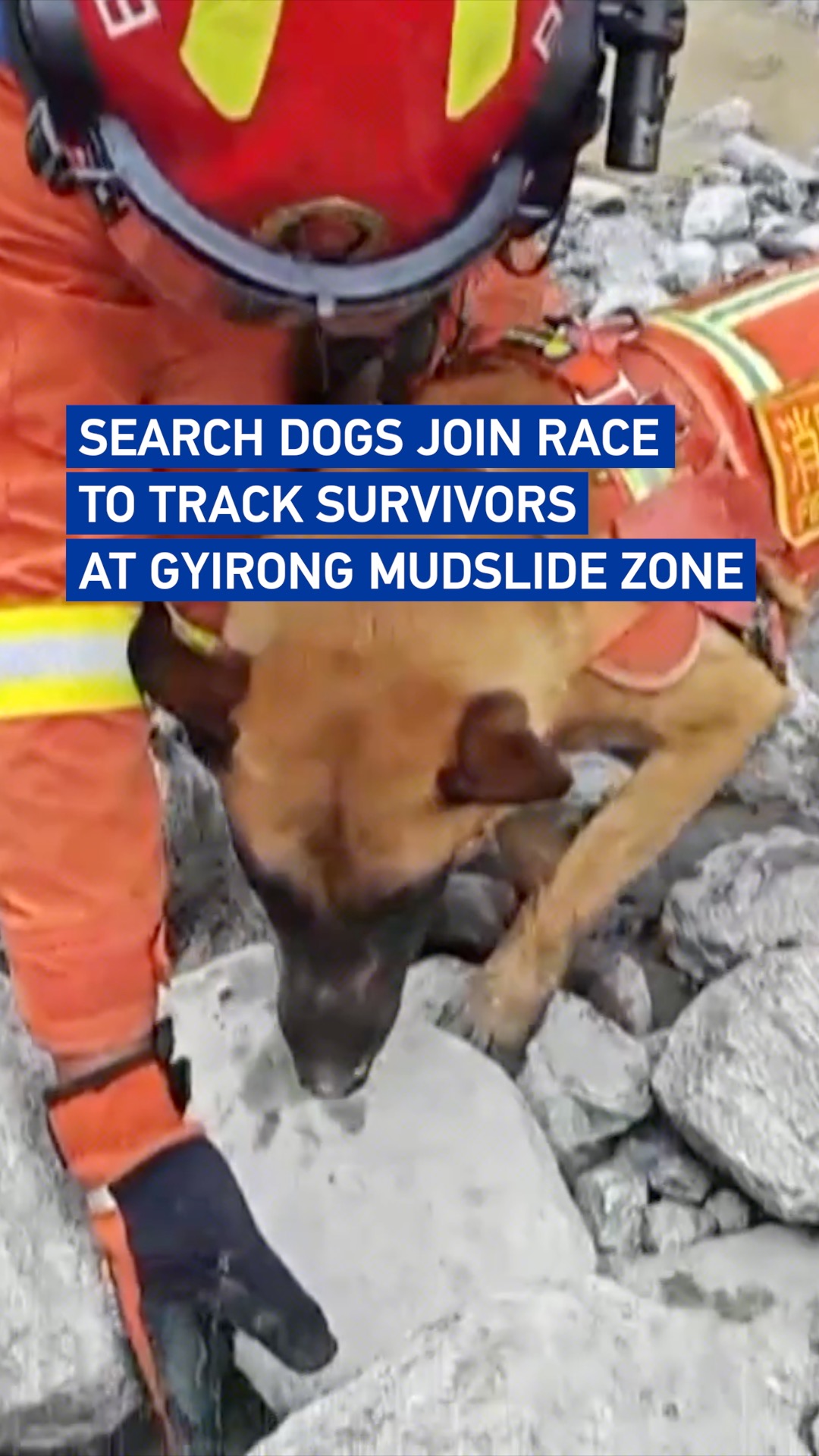 Search dogs join race to track survivors at Gyirong mudslide zone