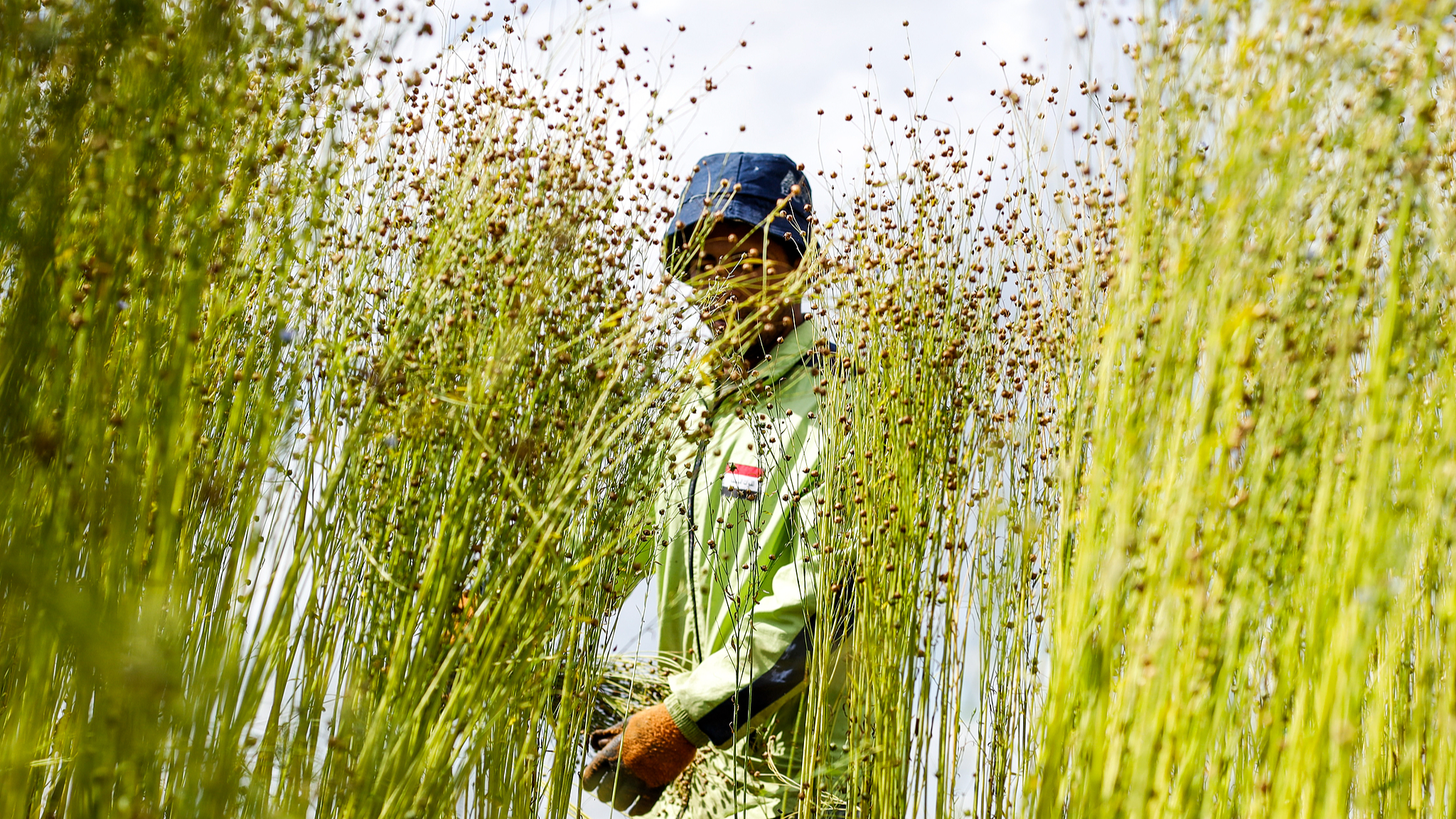 Egyptian farmers harvest flax in Sharqia, Egypt, on April 14, 2025. /VCG
