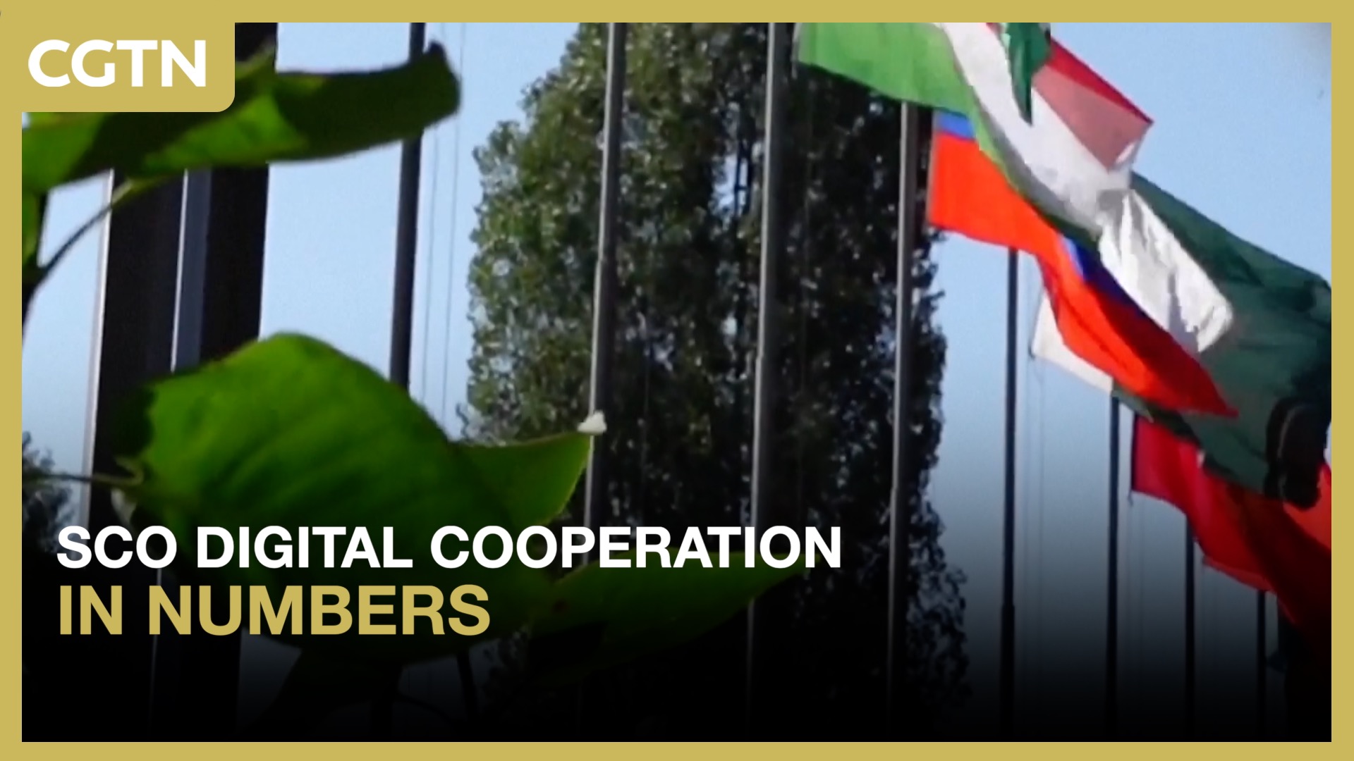 SCO digital cooperation: One year in numbers