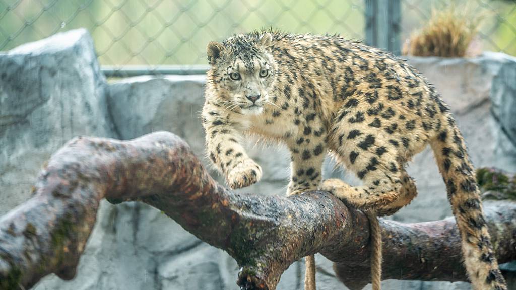 Ling Xiaomang, a snow leopard rescued from the wild, playing in the Xining Wildlife Park, Qinghai Province, May 1, 2026. /VCG