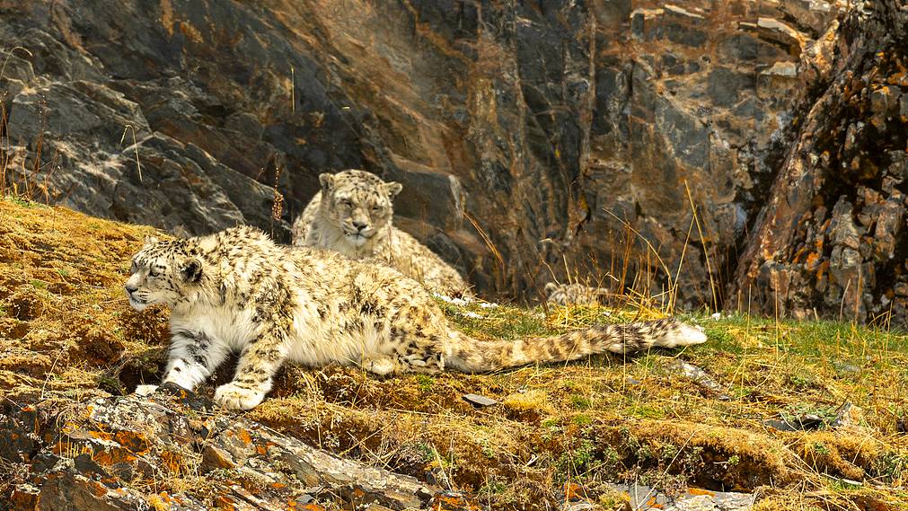 SCO's ecological partnership: Protecting species, restoring ecosystems