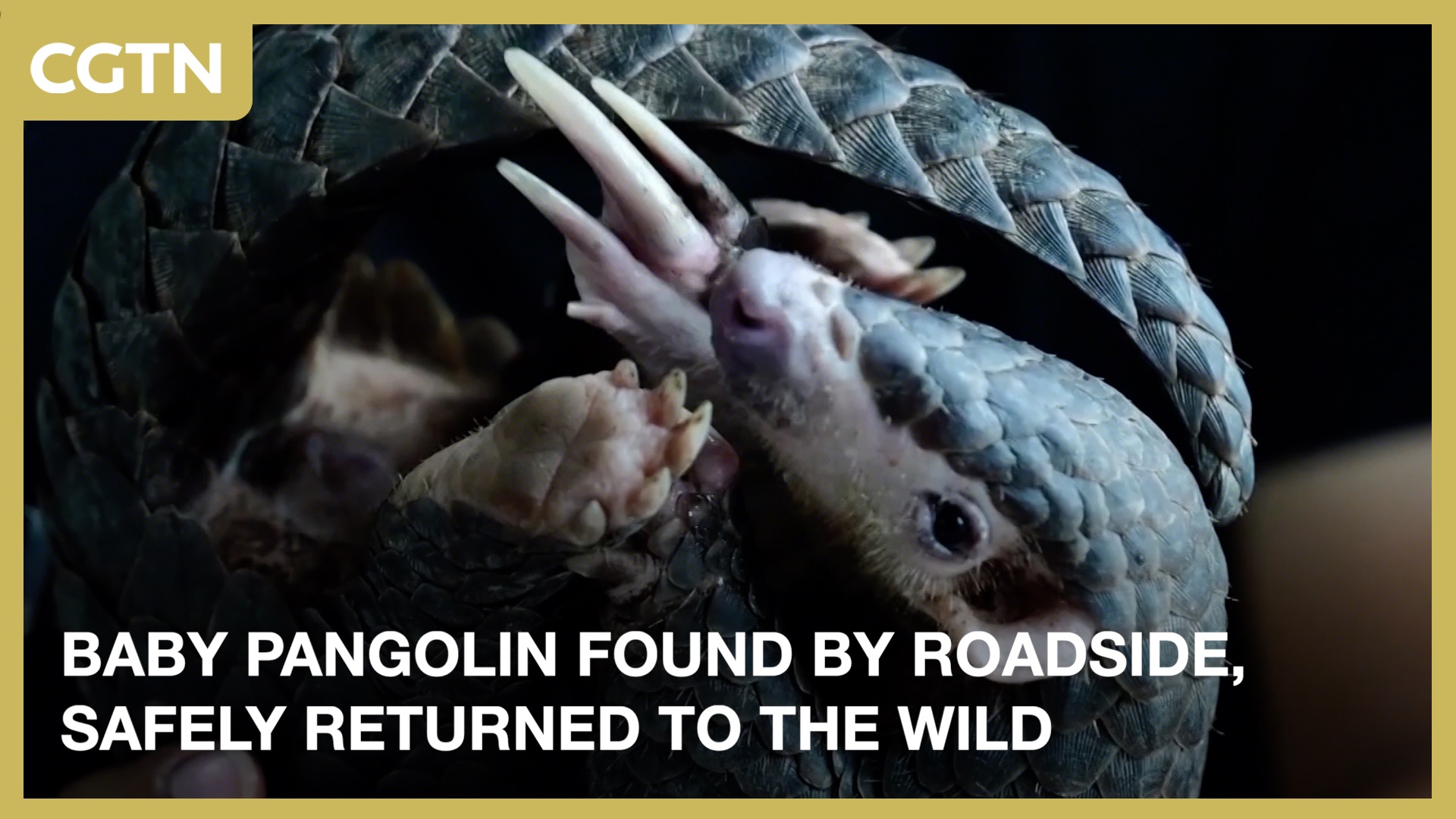 Baby pangolin found by roadside, safely returned to the wild