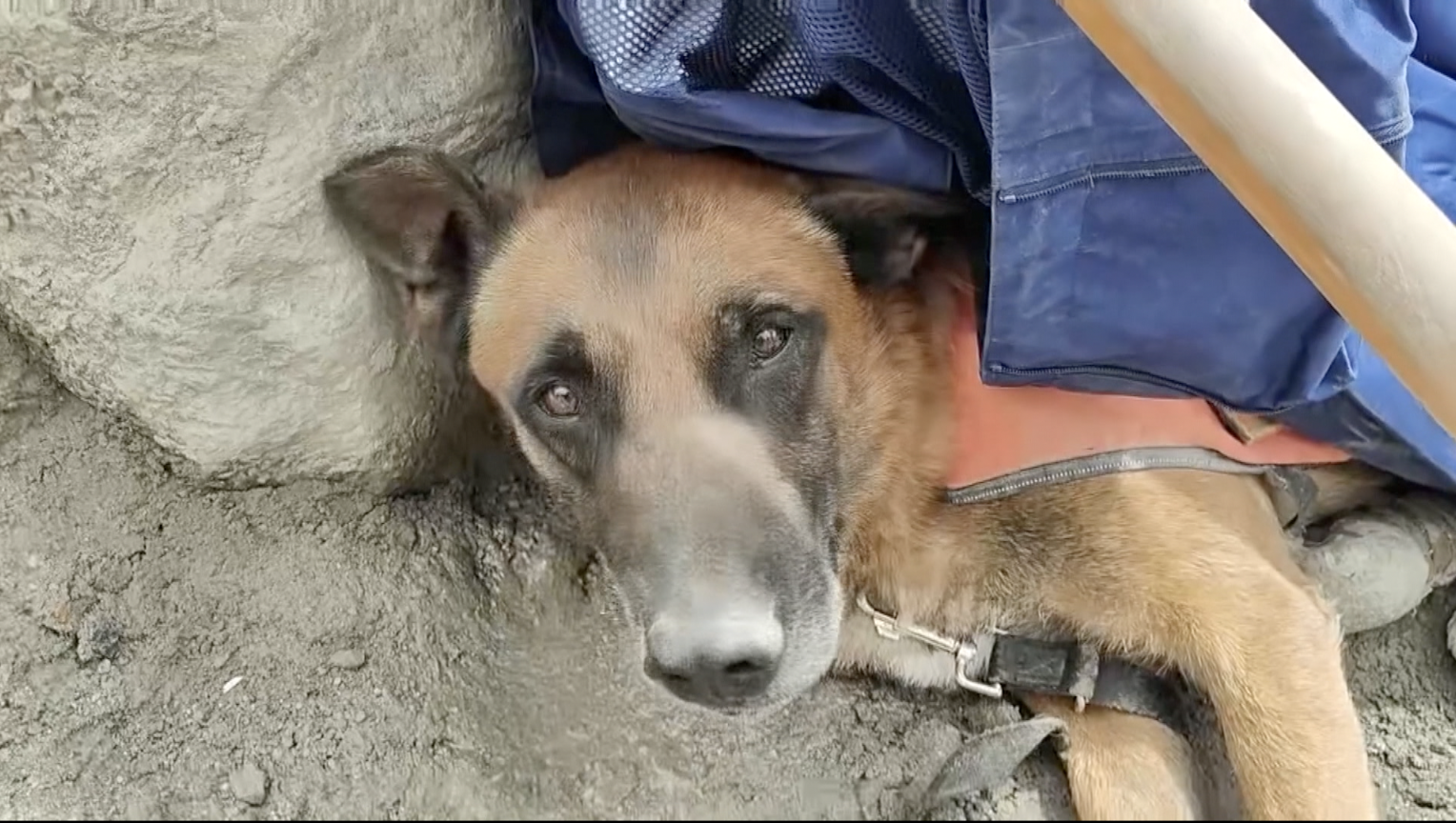 Search-and-rescue dog rests after searching mudslide-hit border area