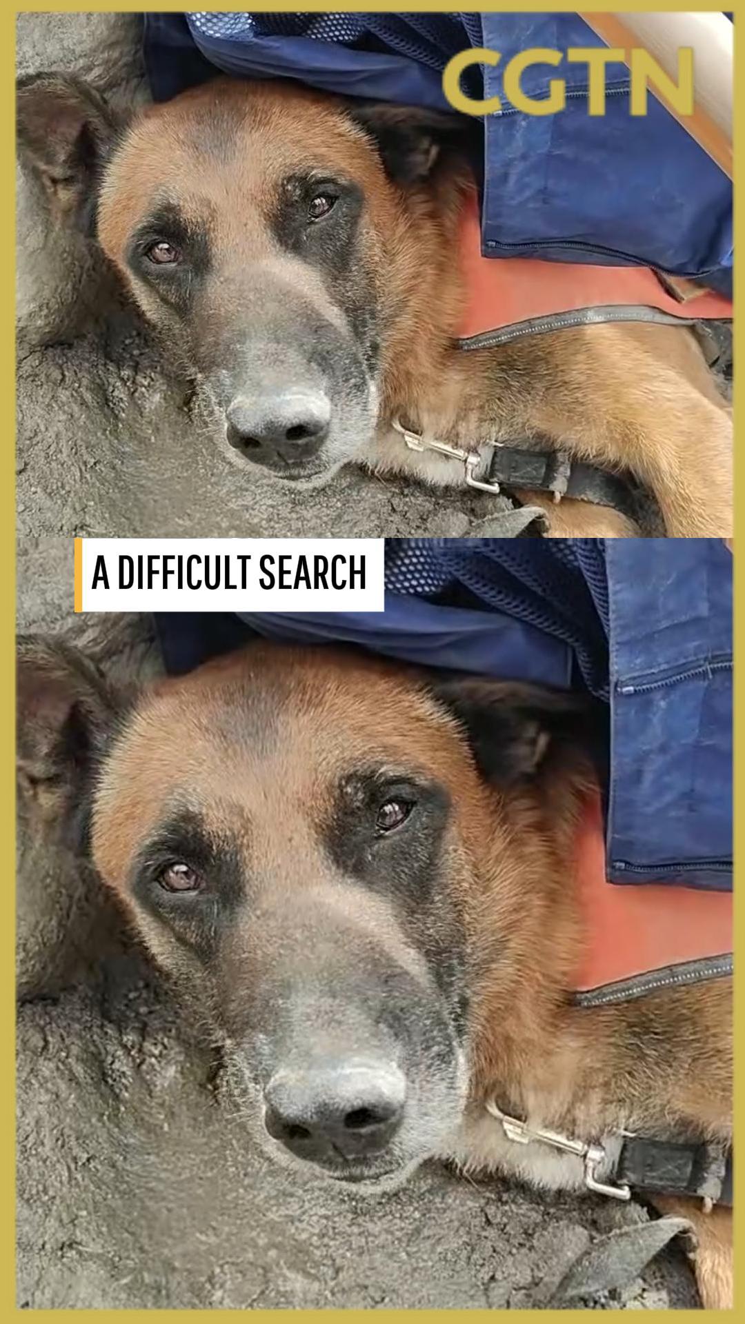 Search-and-rescue dog rests after searching mudslide-hit border area