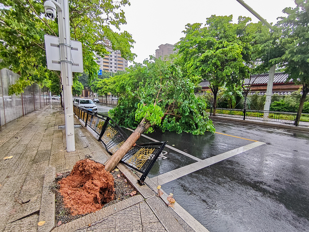 A roadside tree is uprooted by strong winds and heavy rain brought by the outer circulation of Typhoon Saudel in Taijiang District, Fuzhou, Fujian Province, China, September 3, 2026. /VCG