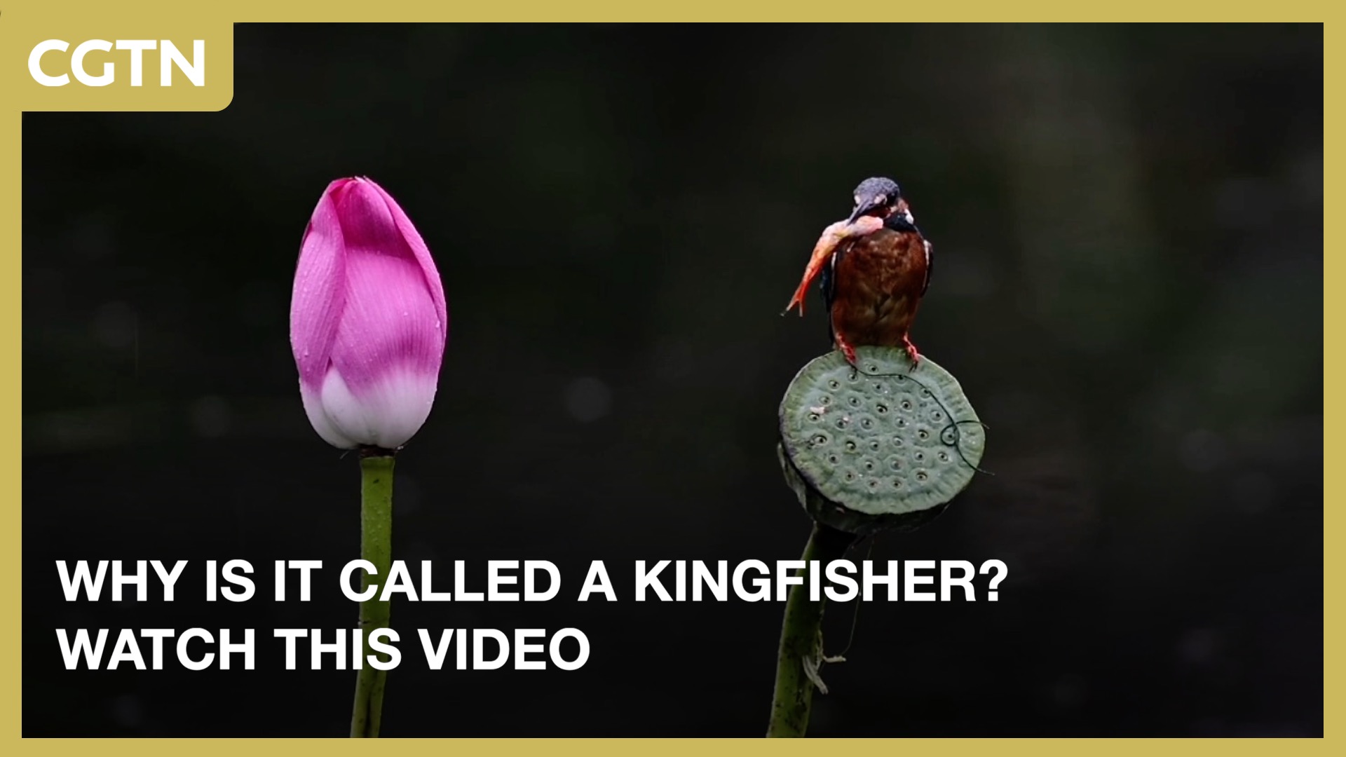Why is it called a kingfisher? Watch this video