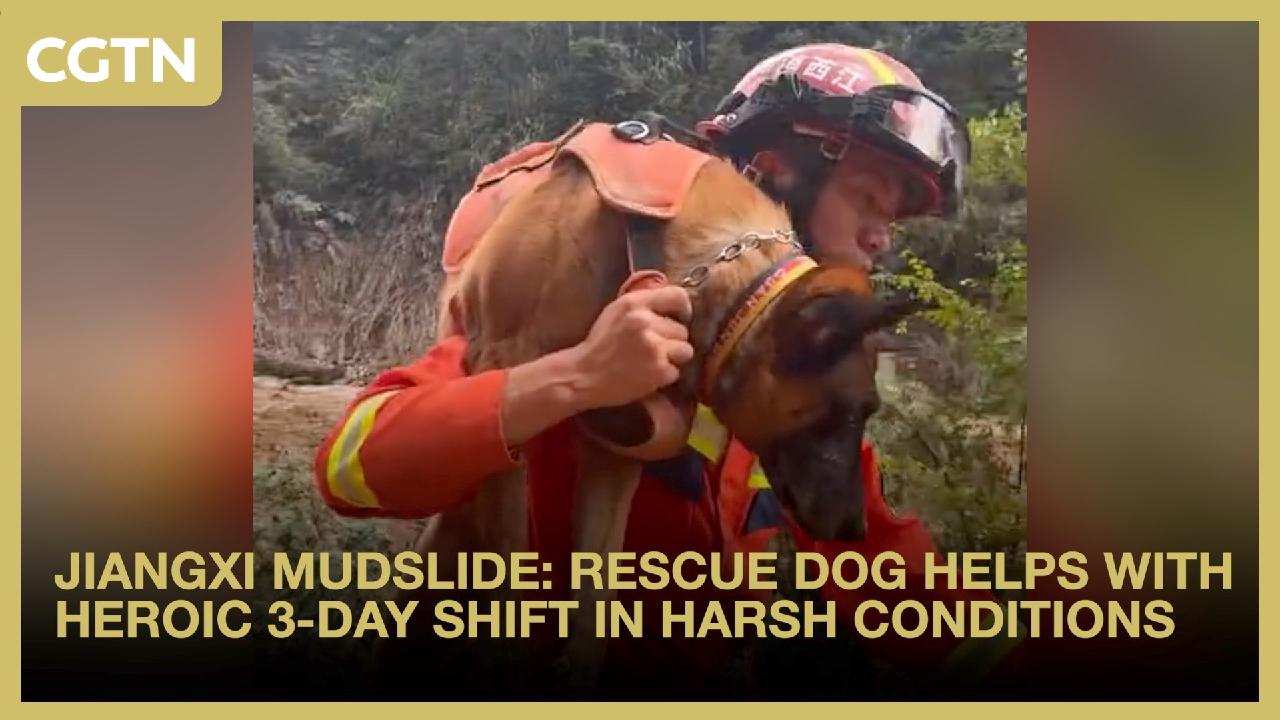 Jiangxi mudslide: Rescue dog's heroic 3-day shift ends in injury