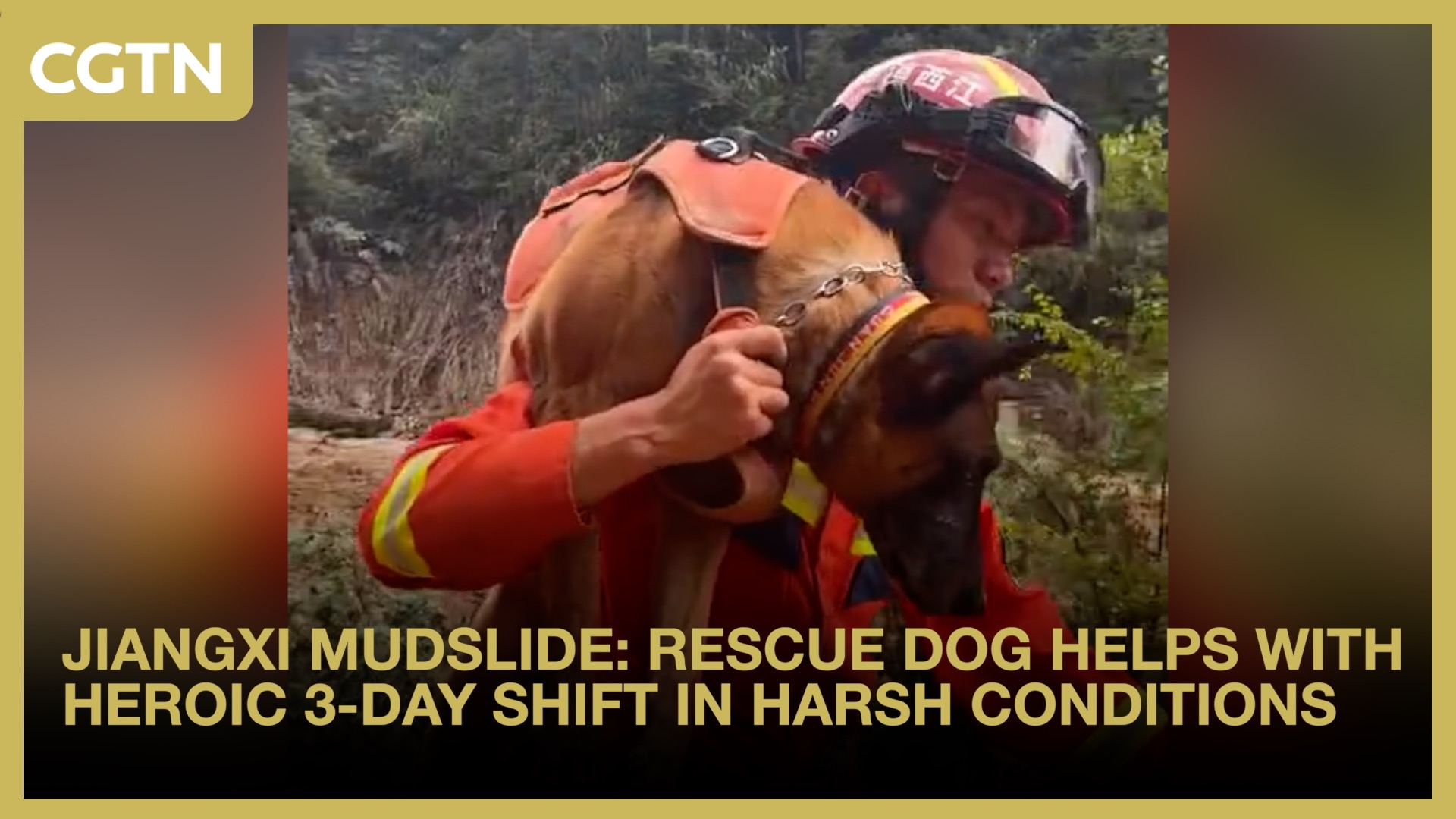 Jiangxi mudslide: Rescue dog's heroic 3-day shift ends in injury