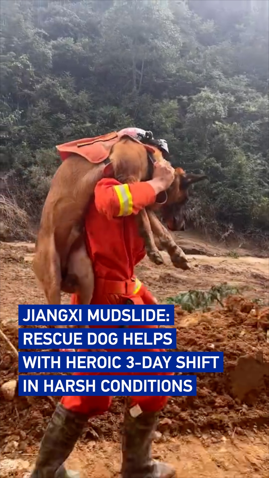 Jiangxi mudslide: Rescue dog's heroic 3-day shift ends in injury