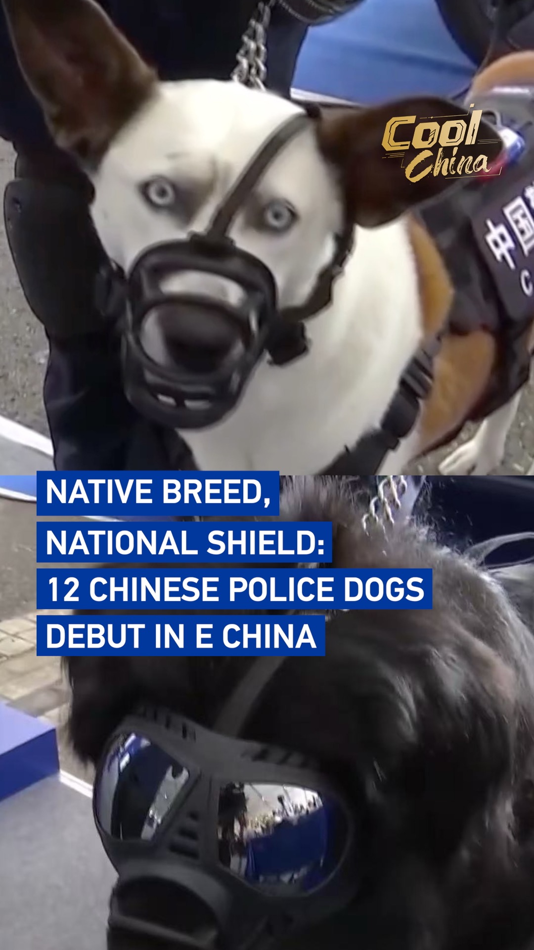 Native breed, national shield: 12 police dogs make debut in E China 