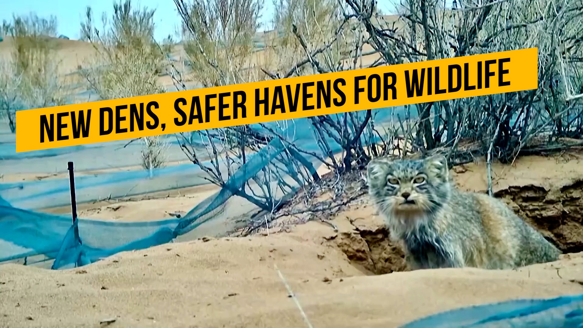 New dens, safer havens for wildlife