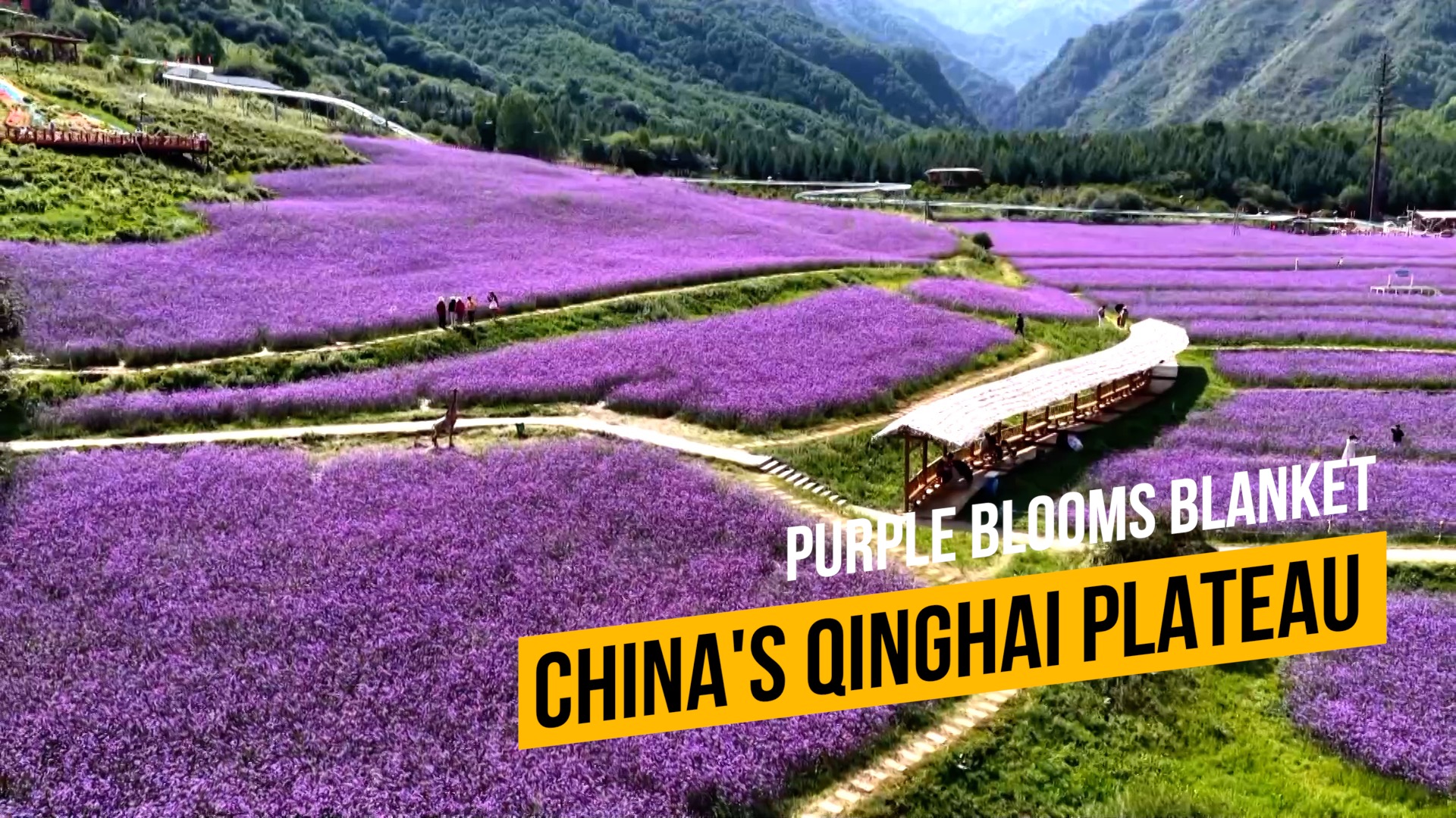Purple blooms blanket China's Qinghai plateau
