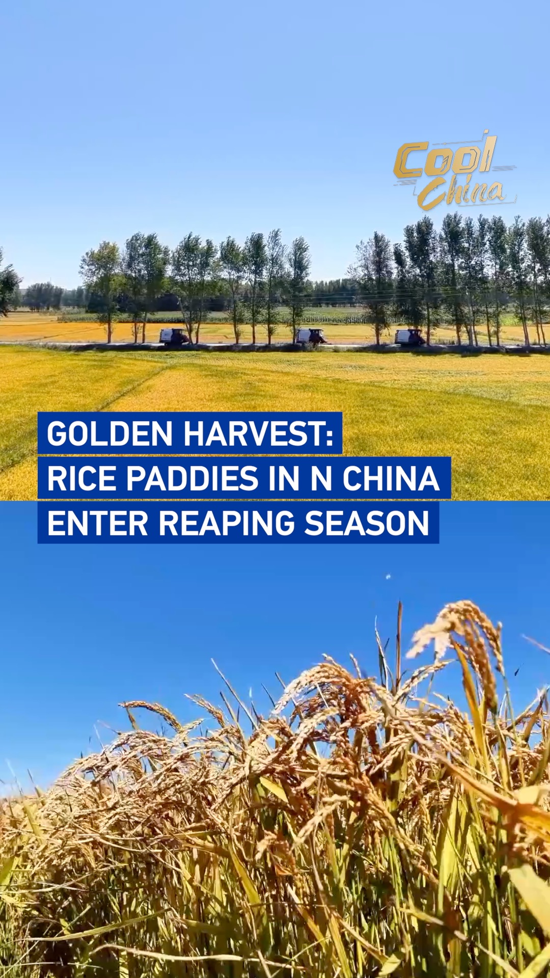 Golden harvest: Rice paddies in N China enter reaping season
