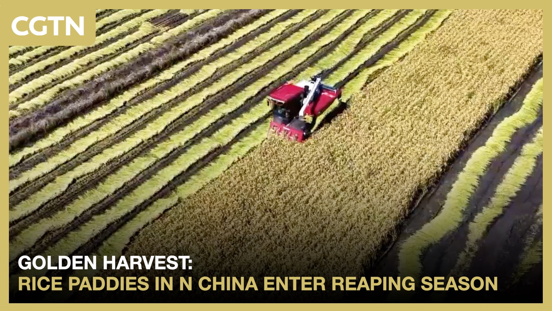 Golden harvest: Rice paddies in N China enter reaping season
