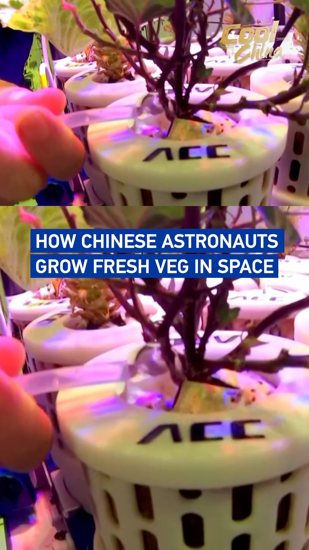 How Chinese astronauts grow fresh veg in space
