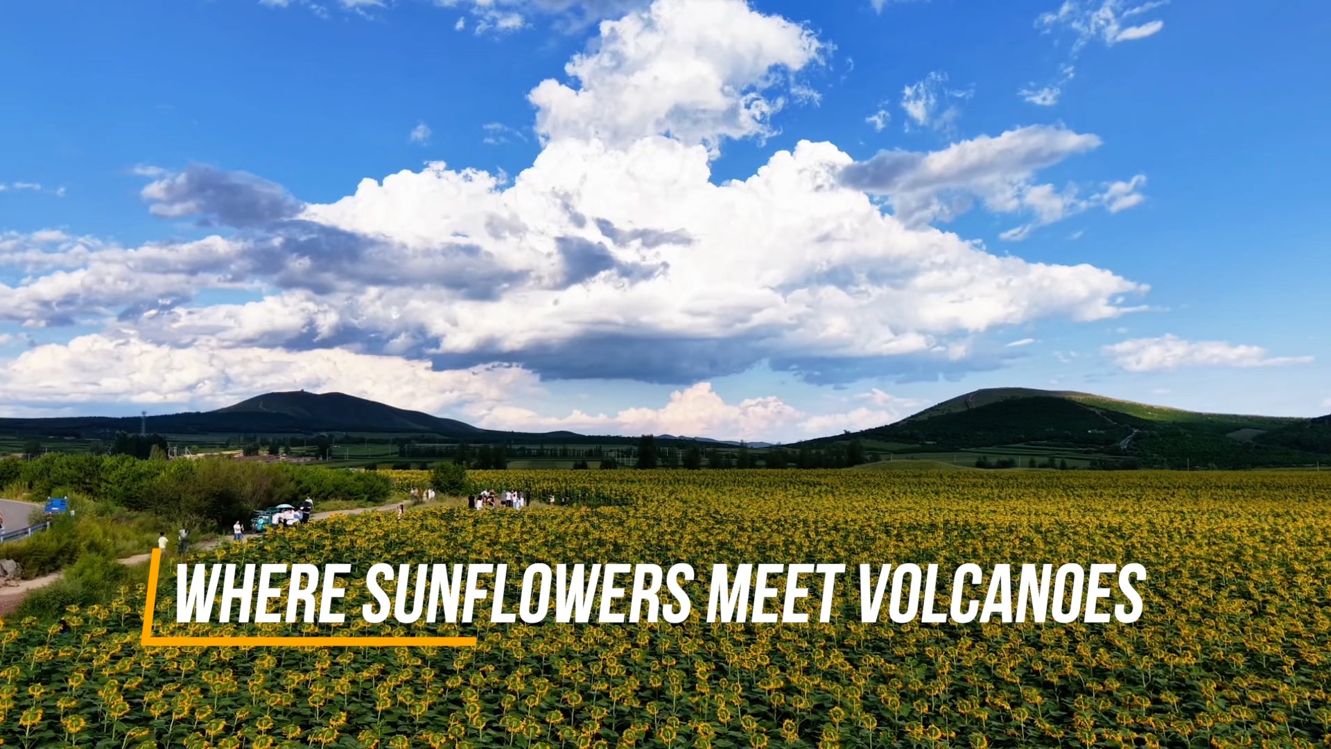 Where sunflowers meet volcanoes