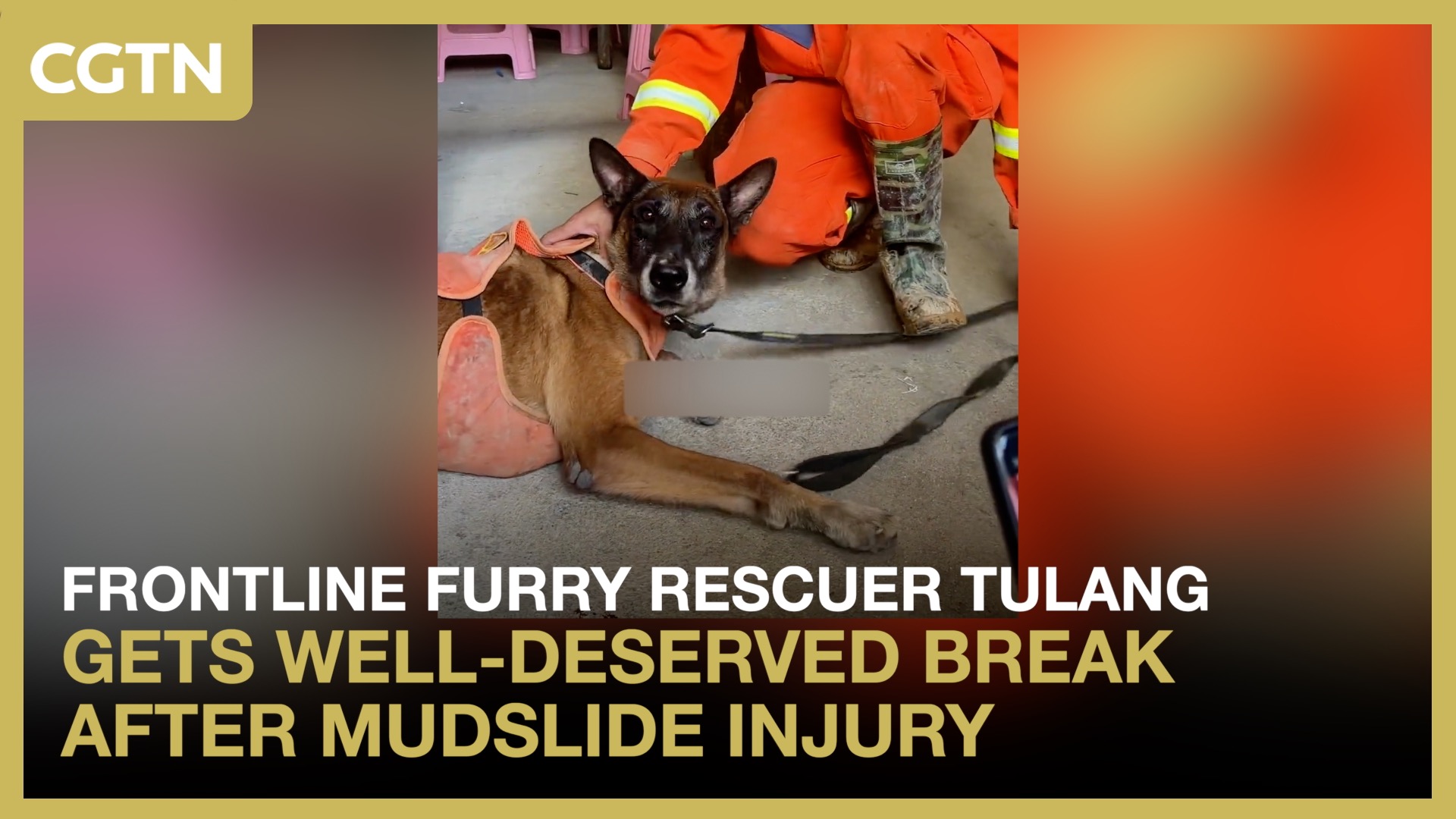Frontline furry rescuer gets well-deserved break after mudslide injury
