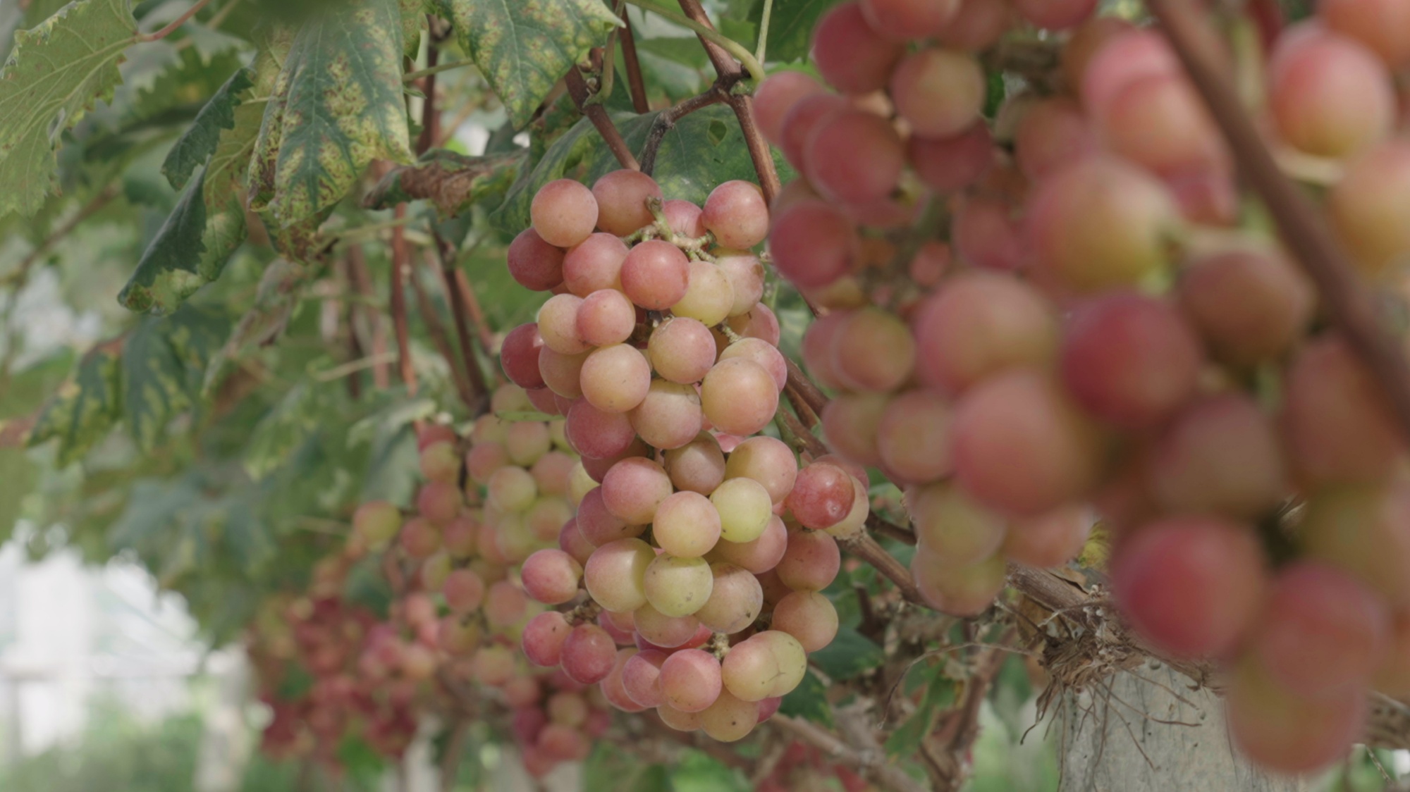 Ripe grapes are seen in Zhuchiba Village, southwest China's Guizhou Province on September 1, 2026. /Tongren Media Convergence Center