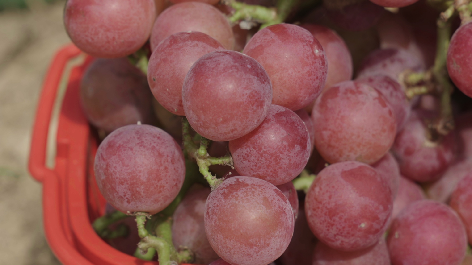 Ripe grapes are seen in Zhuchiba Village, southwest China's Guizhou Province on September 1, 2026. /Tongren Media Convergence Center