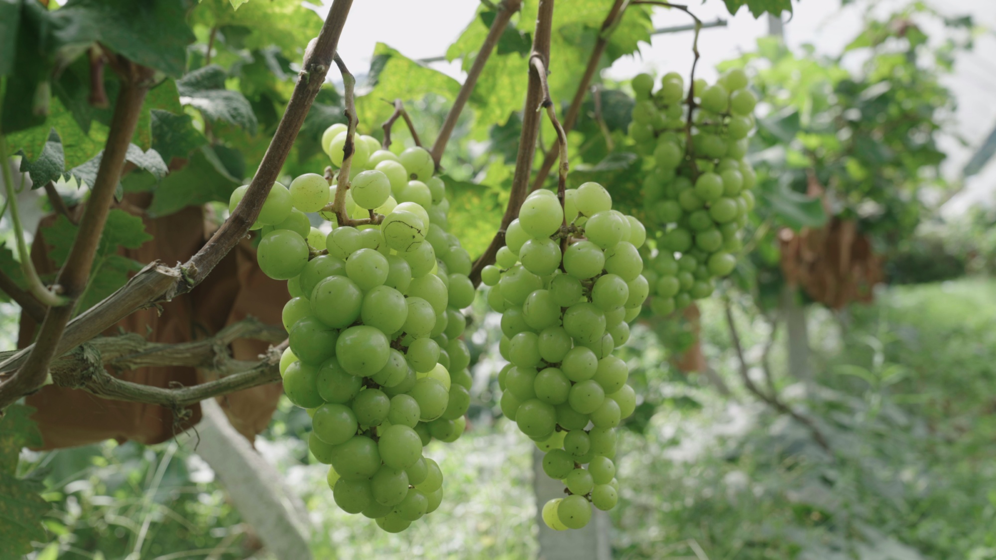 Ripe grapes are seen in Zhuchiba Village, southwest China's Guizhou Province on September 1, 2026. /Tongren Media Convergence Center
