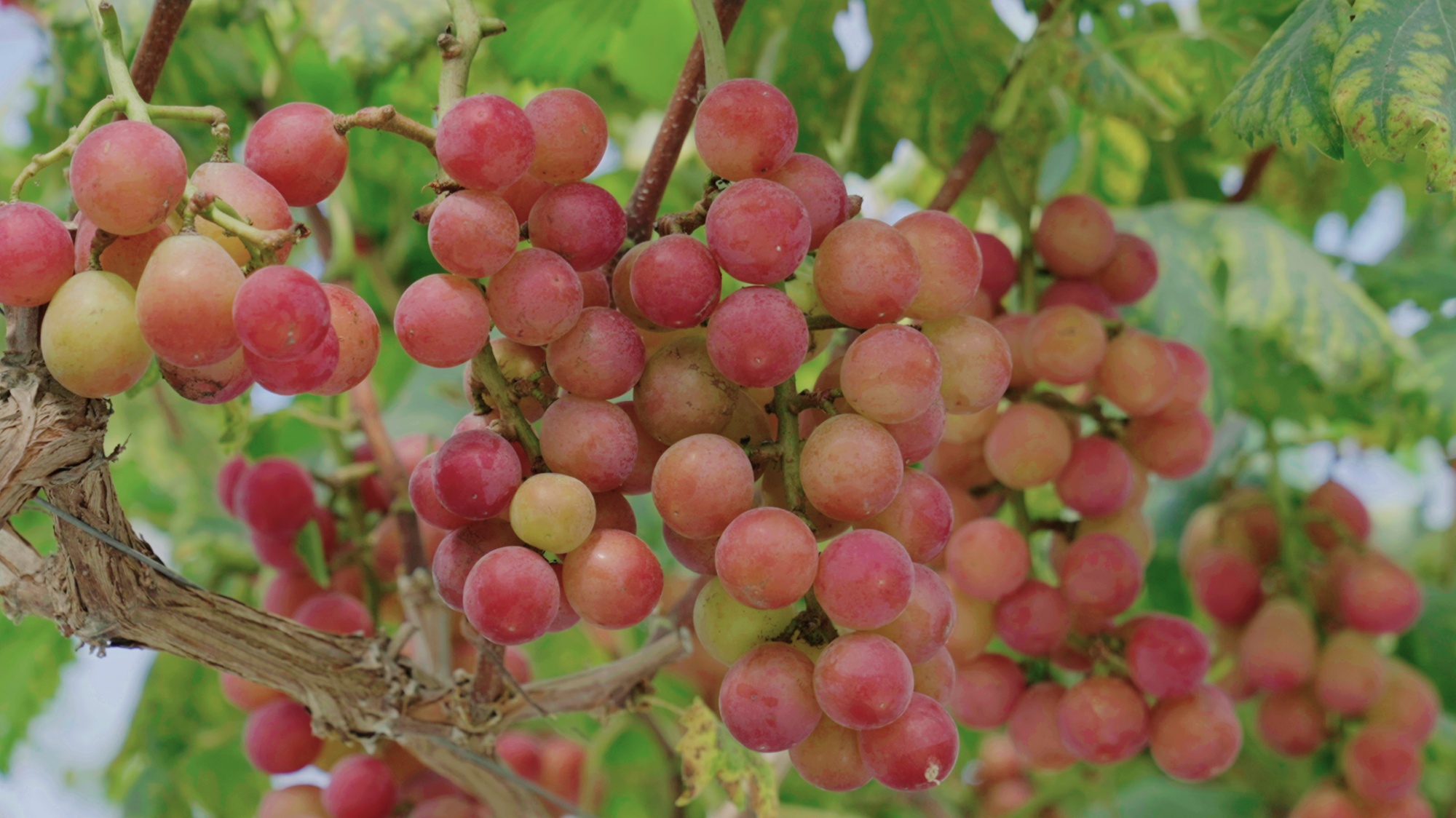 Ripe grapes are seen in Zhuchiba Village, southwest China's Guizhou Province on September 1, 2026. /Tongren Media Convergence Center