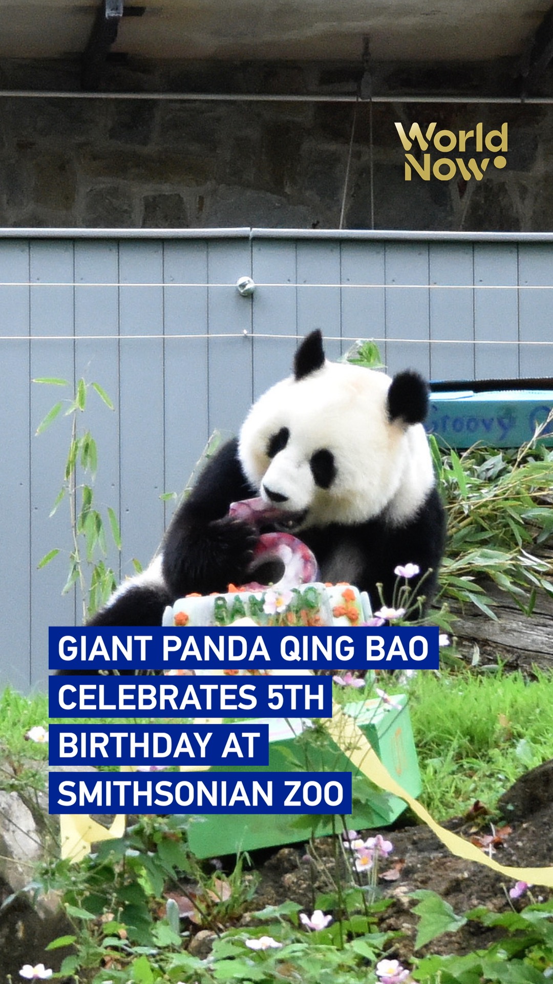 Giant panda Qing Bao celebrates 5th birthday at Smithsonian zoo