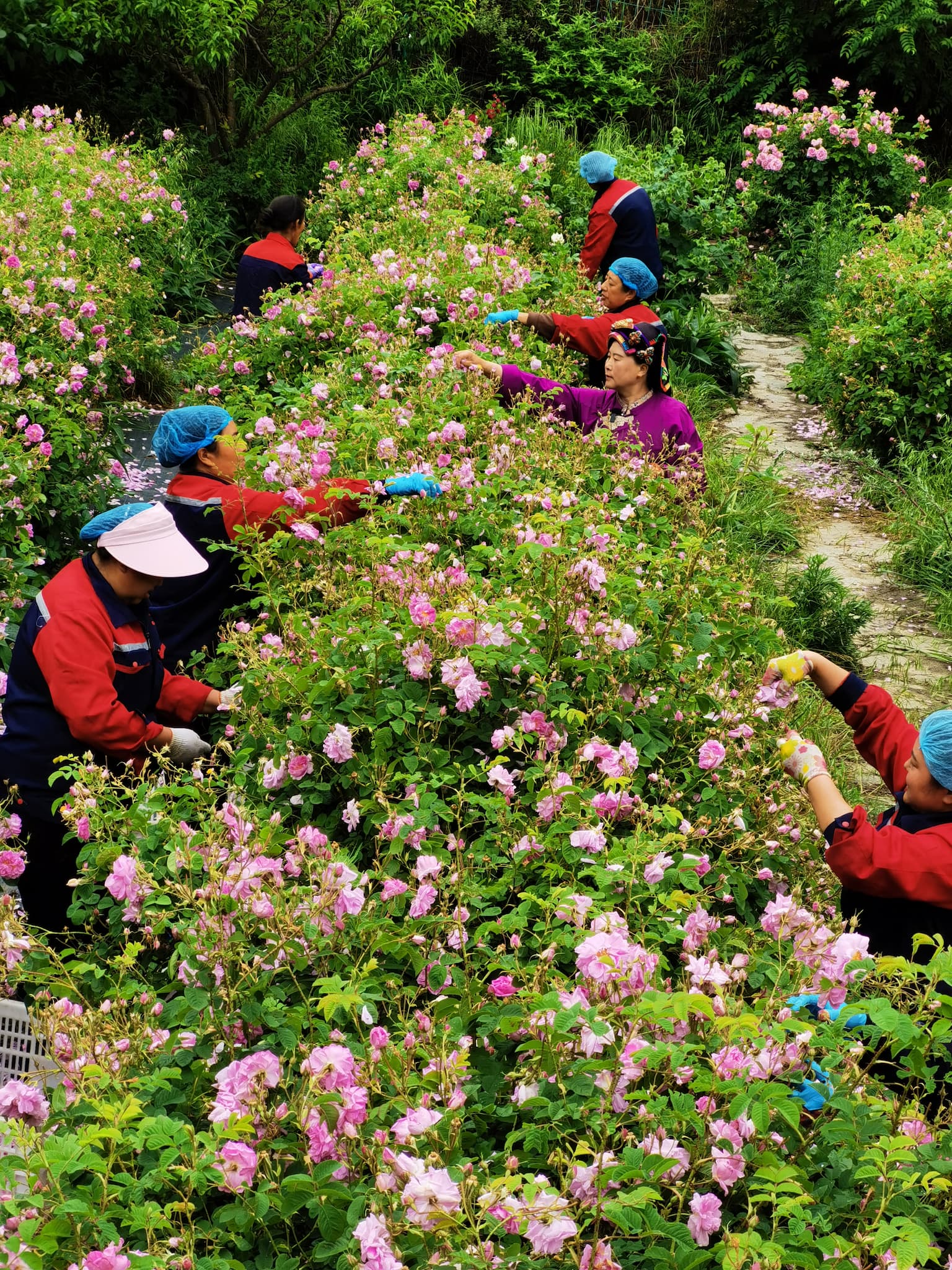 Rose farmers pick roses in a field in Xiaojin County, Sichuan Province, June 21, 2026./Courtesy of Chen Wanglun