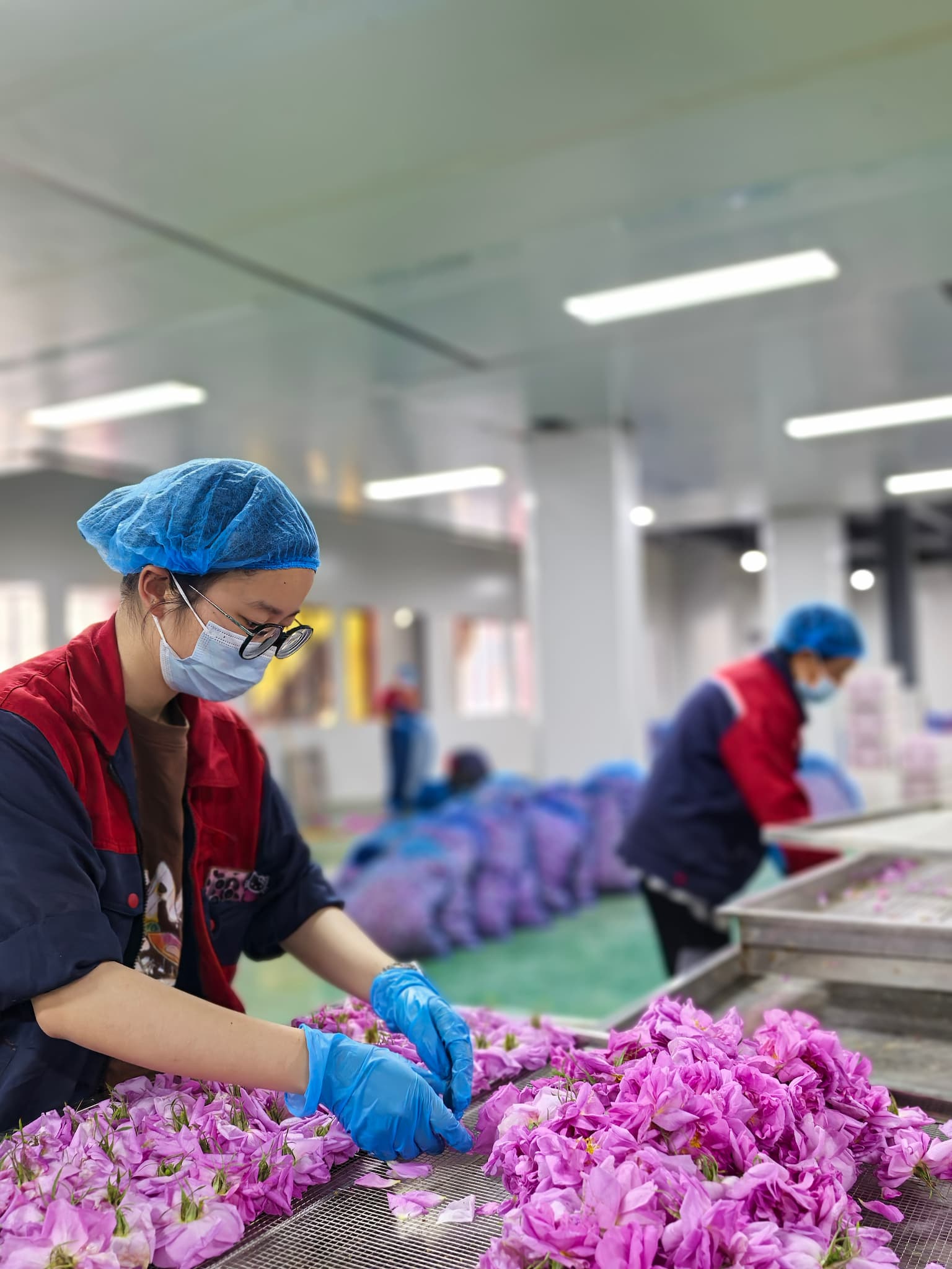 Workers handle freshly picked roses in a workshop in Xiaojin County, Sichuan Province, June 20, 2026./Courtesy of Chen Wanglun